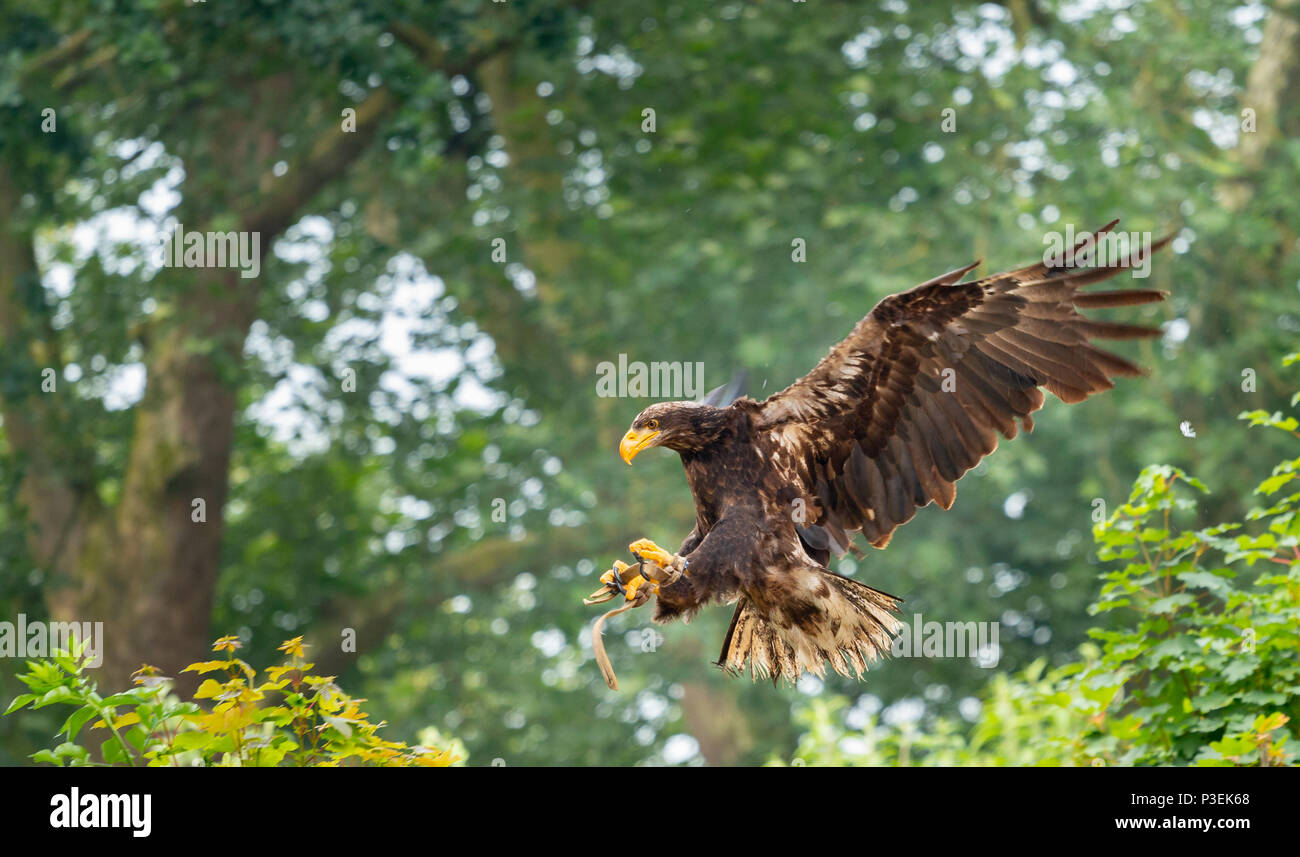 brown eagle in flight Stock Photo Alamy