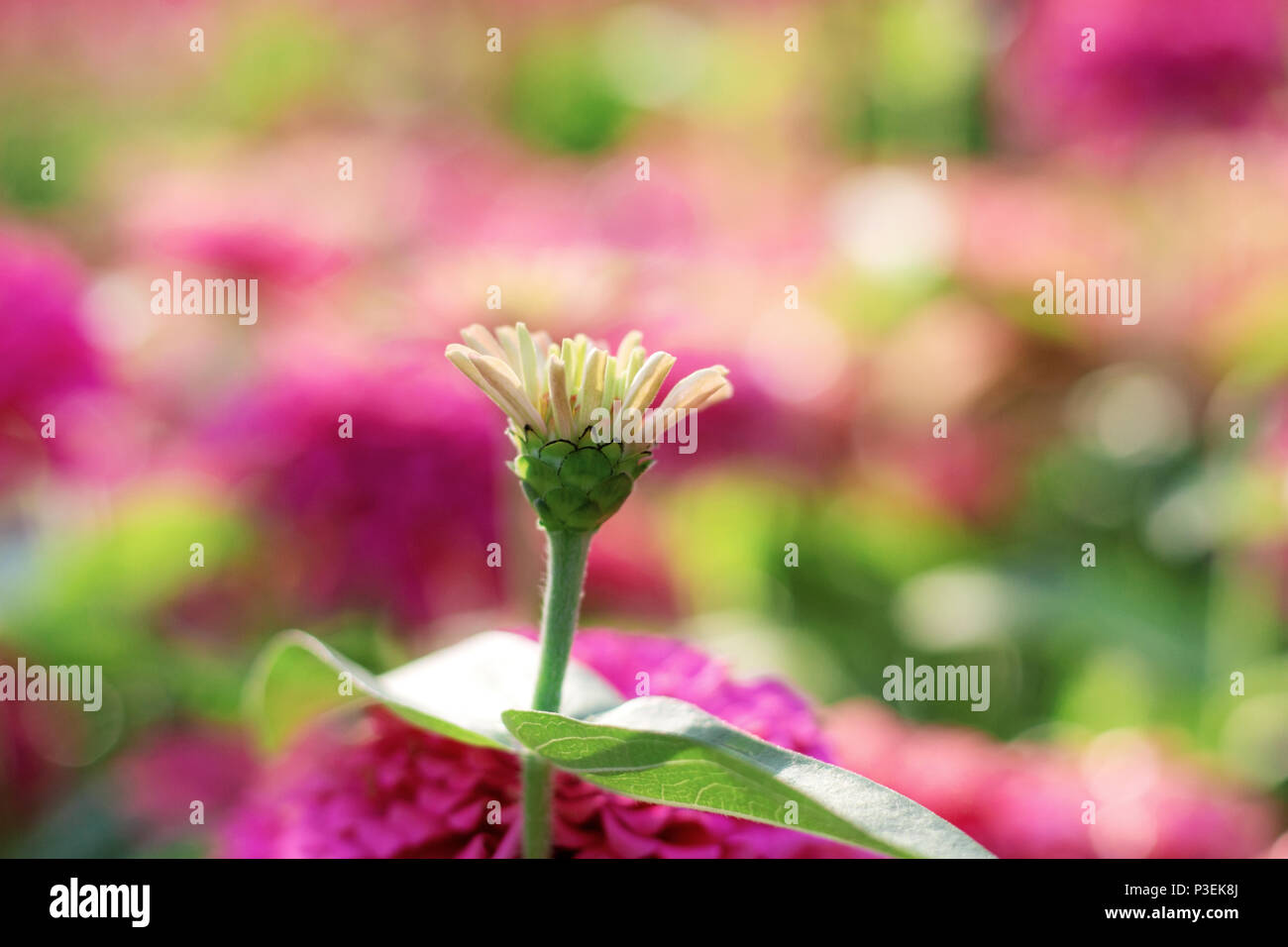 Pink flowers with the beautiful in garden Stock Photo - Alamy