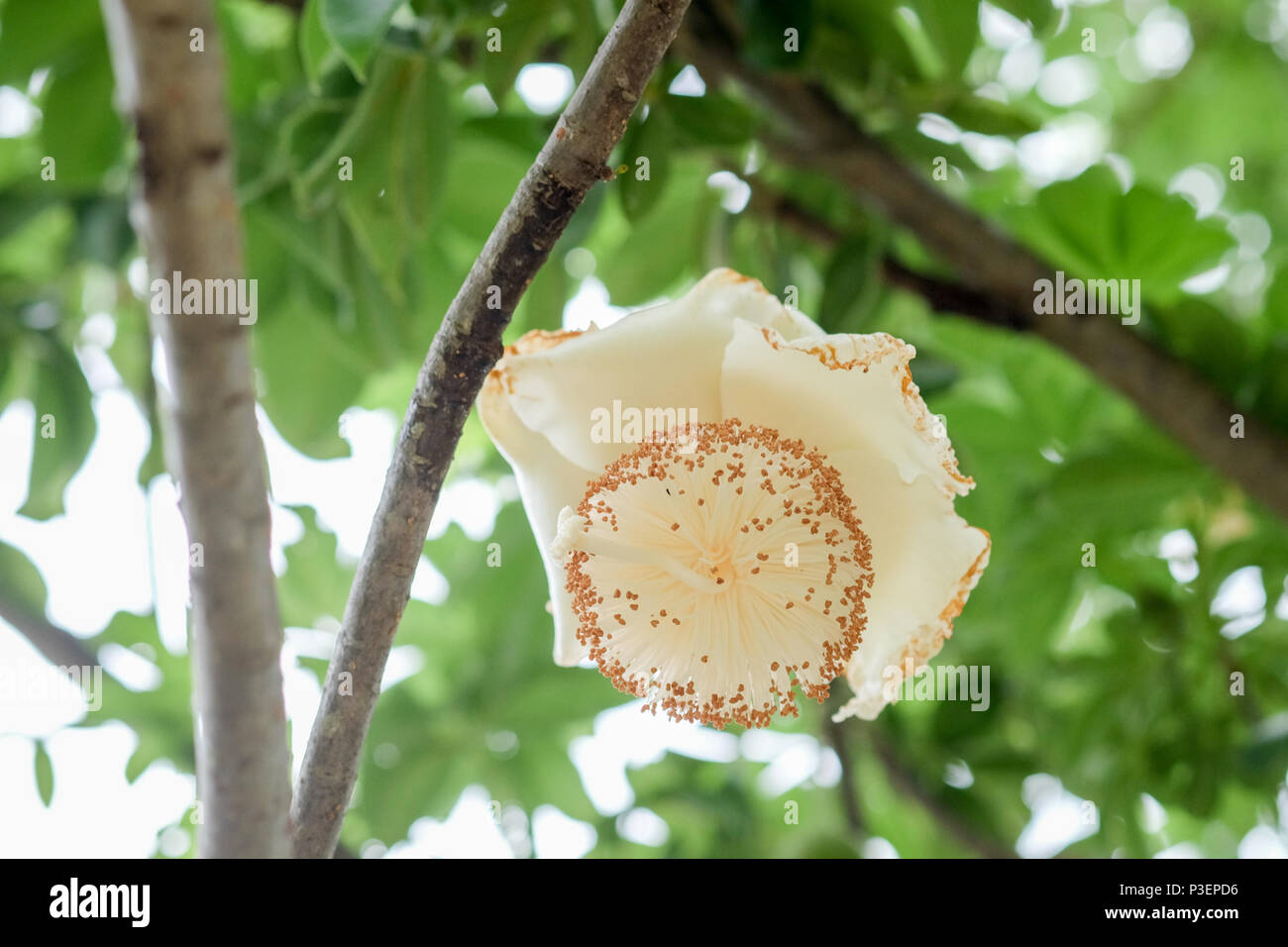 flowers of African baobab fruit or Monkey bread Stock Photo