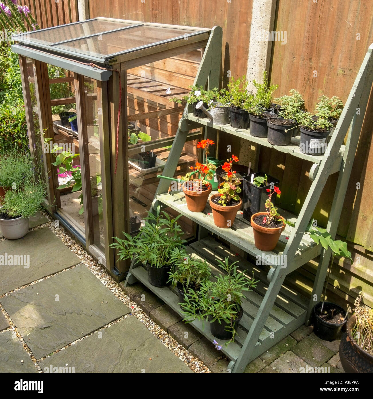 Gabriel Ash upright cold frame greenhouse and plant staging display stand / theatre on small domestic garden terrace Stock Photo