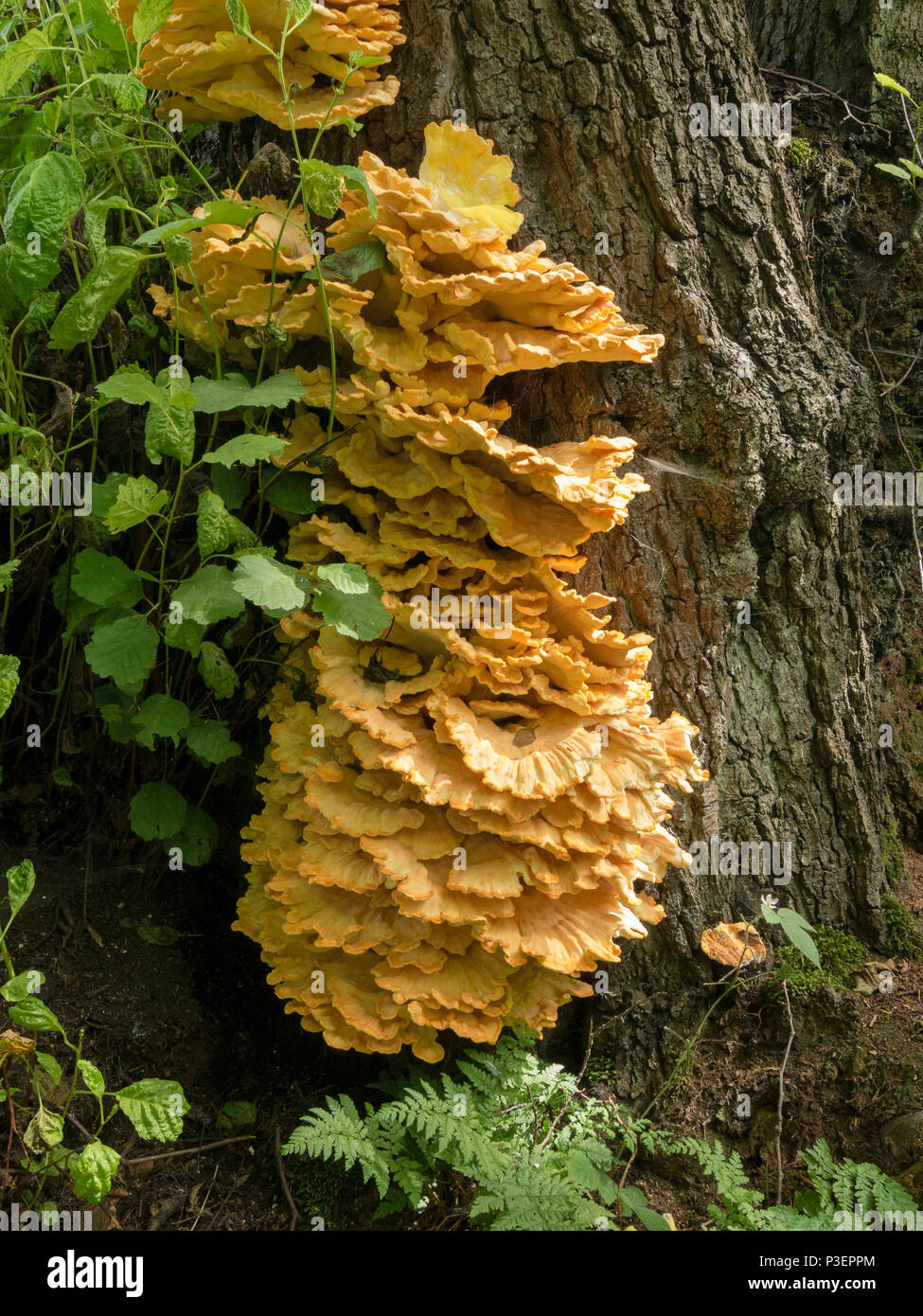 Large 'chicken of the woods' ( Laetiporus sulphureus ) bracket fungus growing on tree trunk, Lincolnshire, England, UK Stock Photo