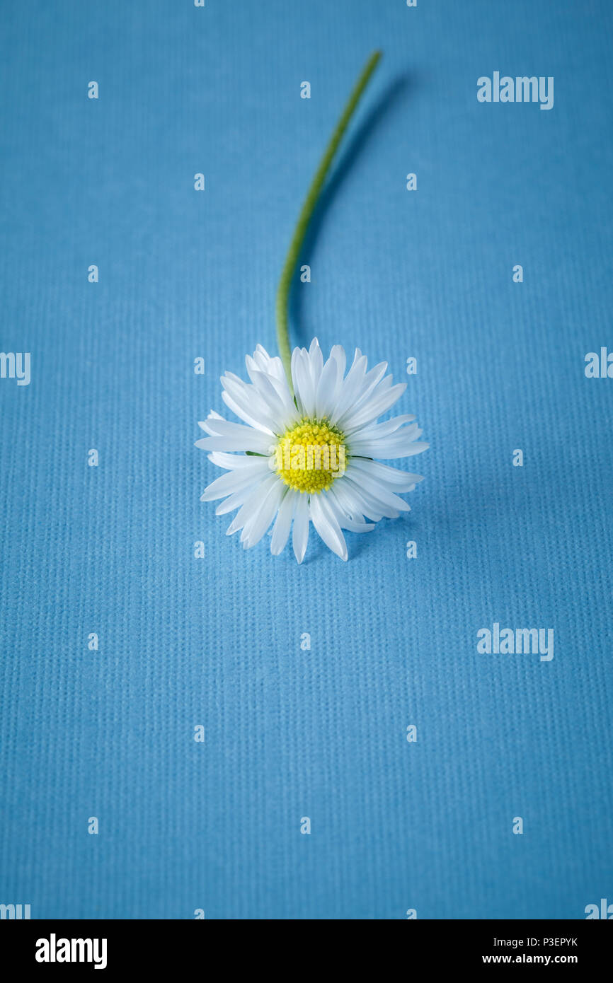 Single Daisy on blue plain background Stock Photo