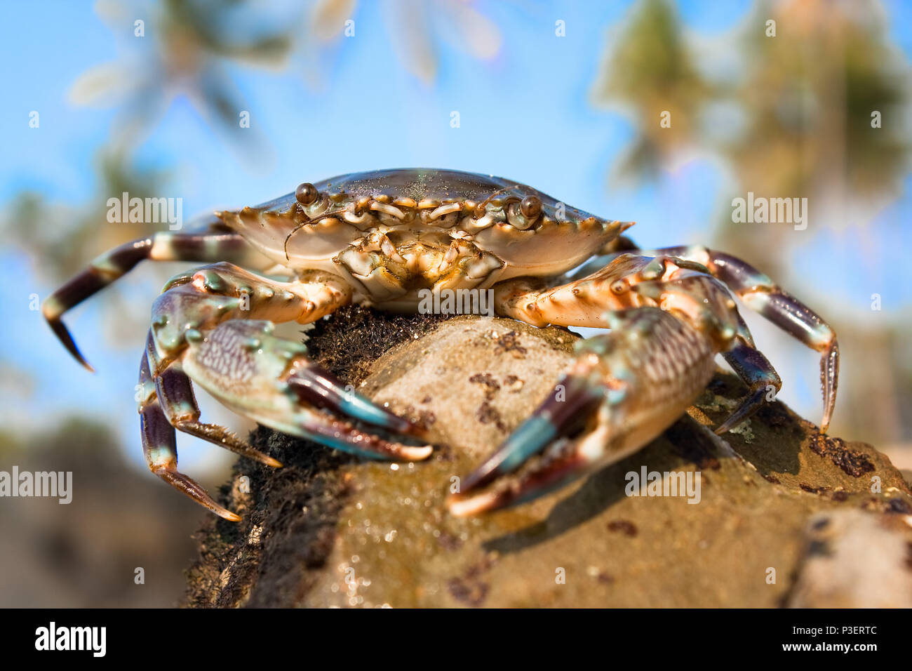 Big Crab on a beach in Indian sea against blue sky ,Goa, India Stock