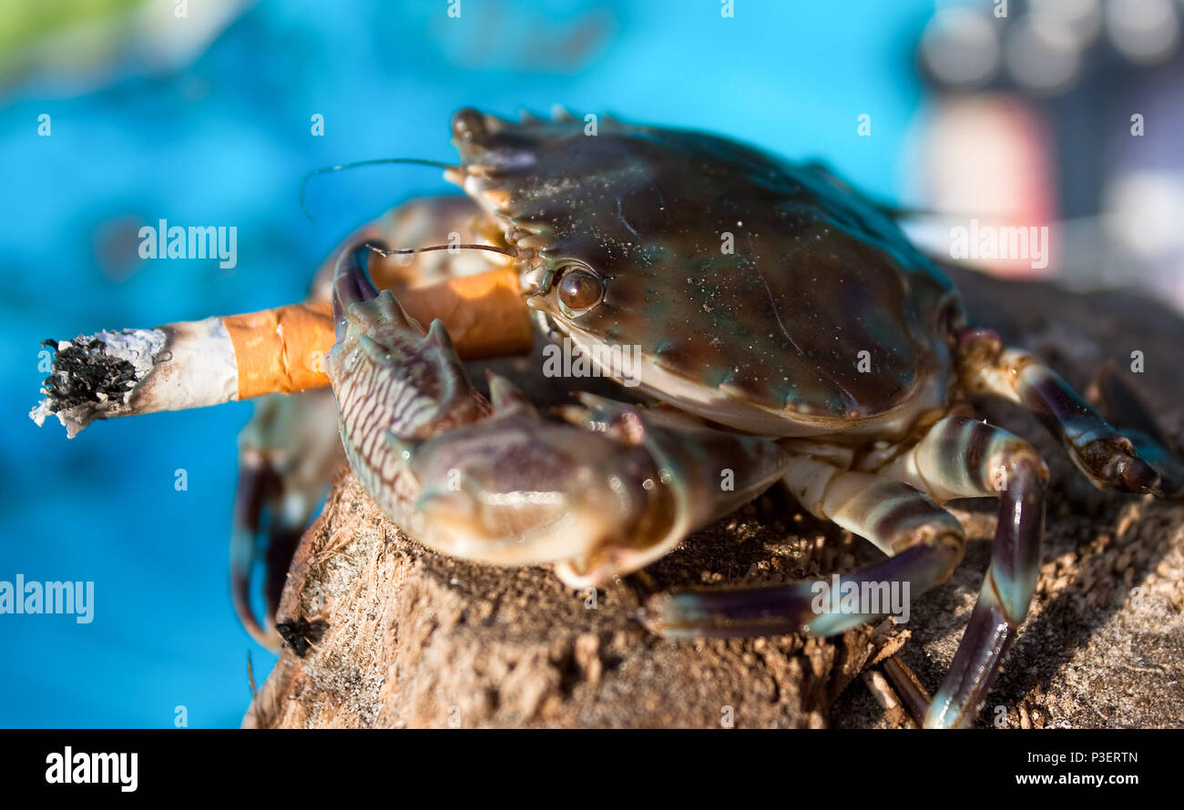 Crab in stres with cigarette on a beach in Indian sea ,Goa, India Stock  Photo