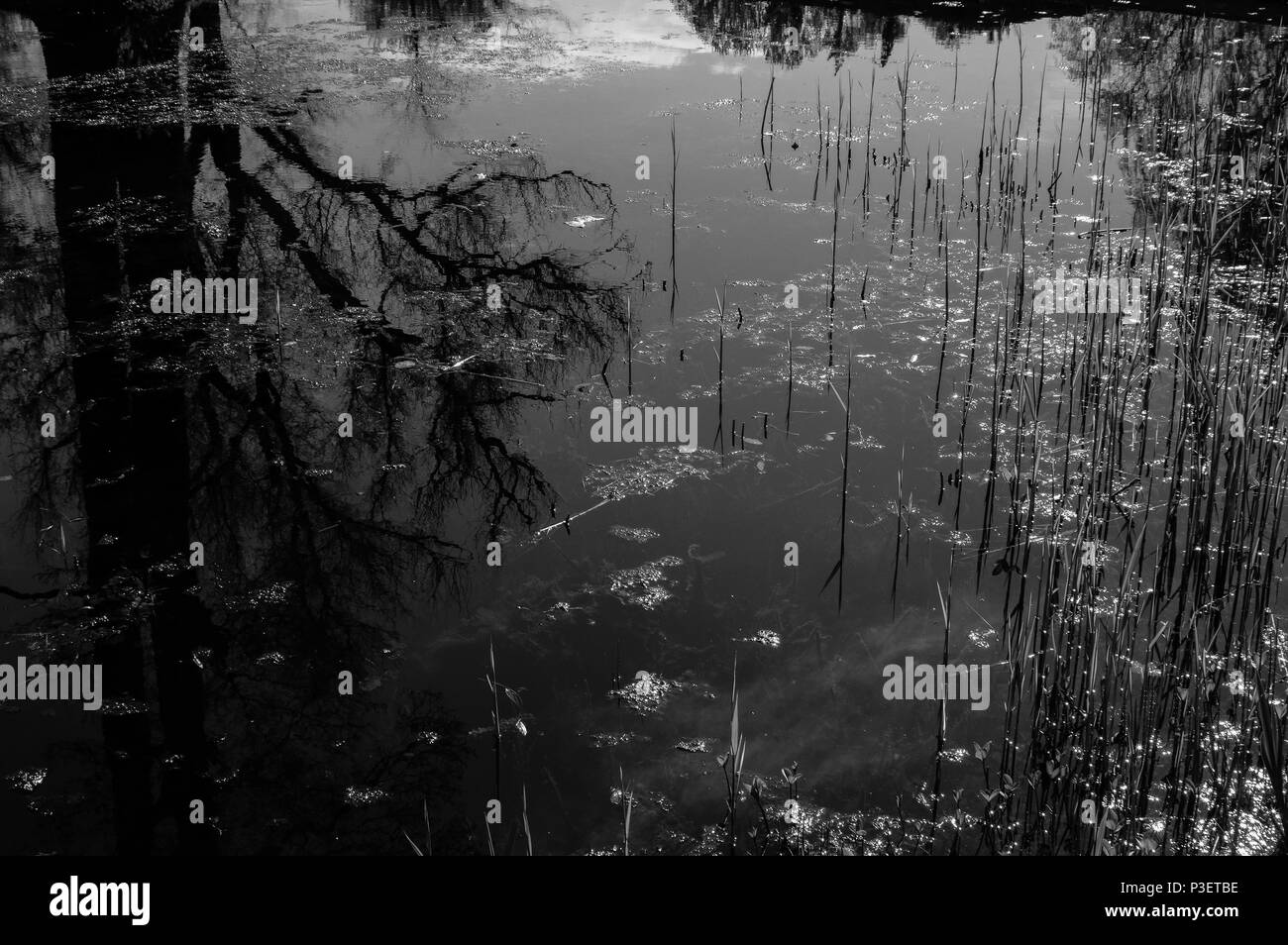 Forest and pond Black and White Stock Photos & Images - Alamy