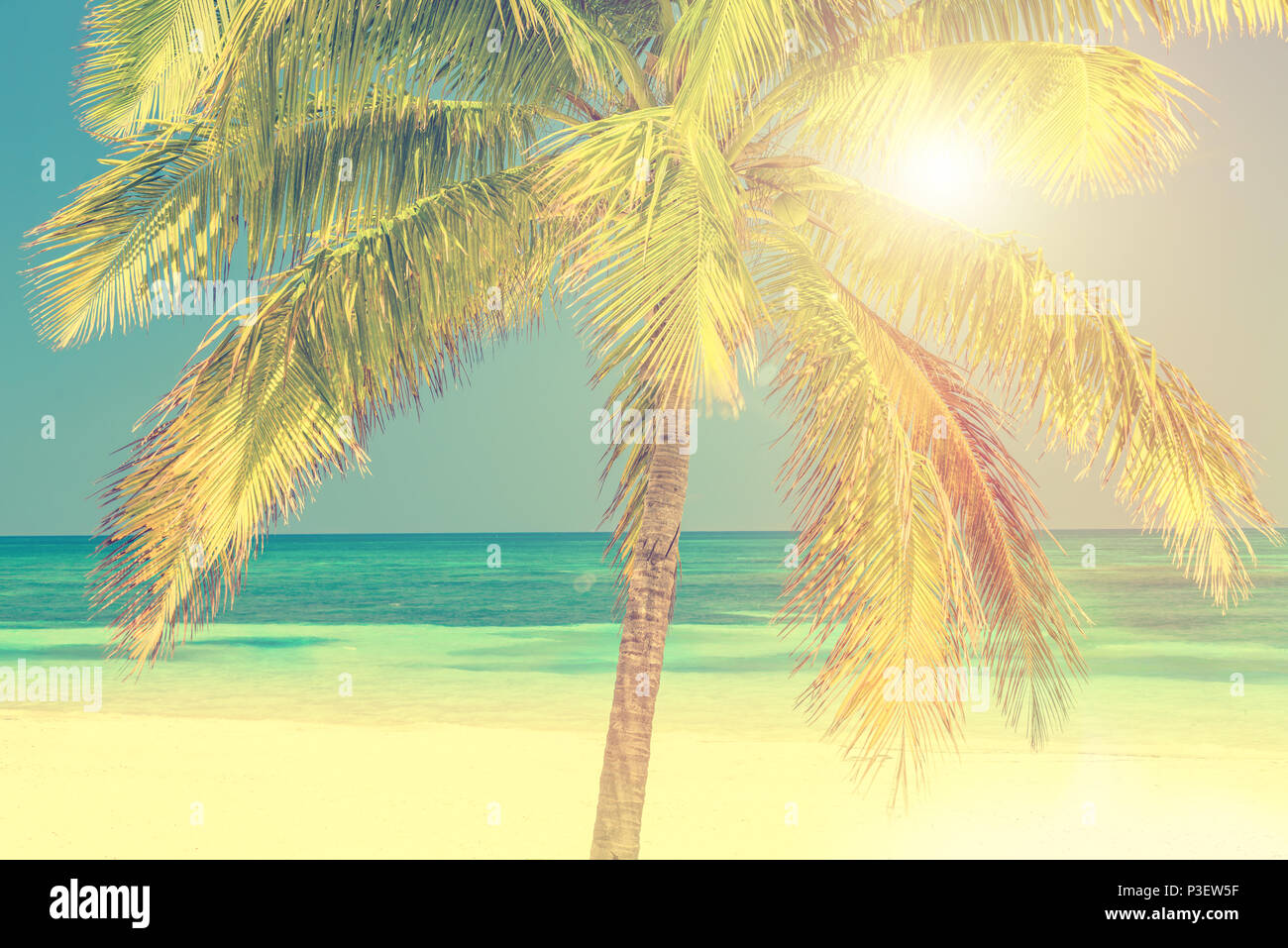 Sunny beach with palm tree, Cayo Levisa, Cuba Stock Photo