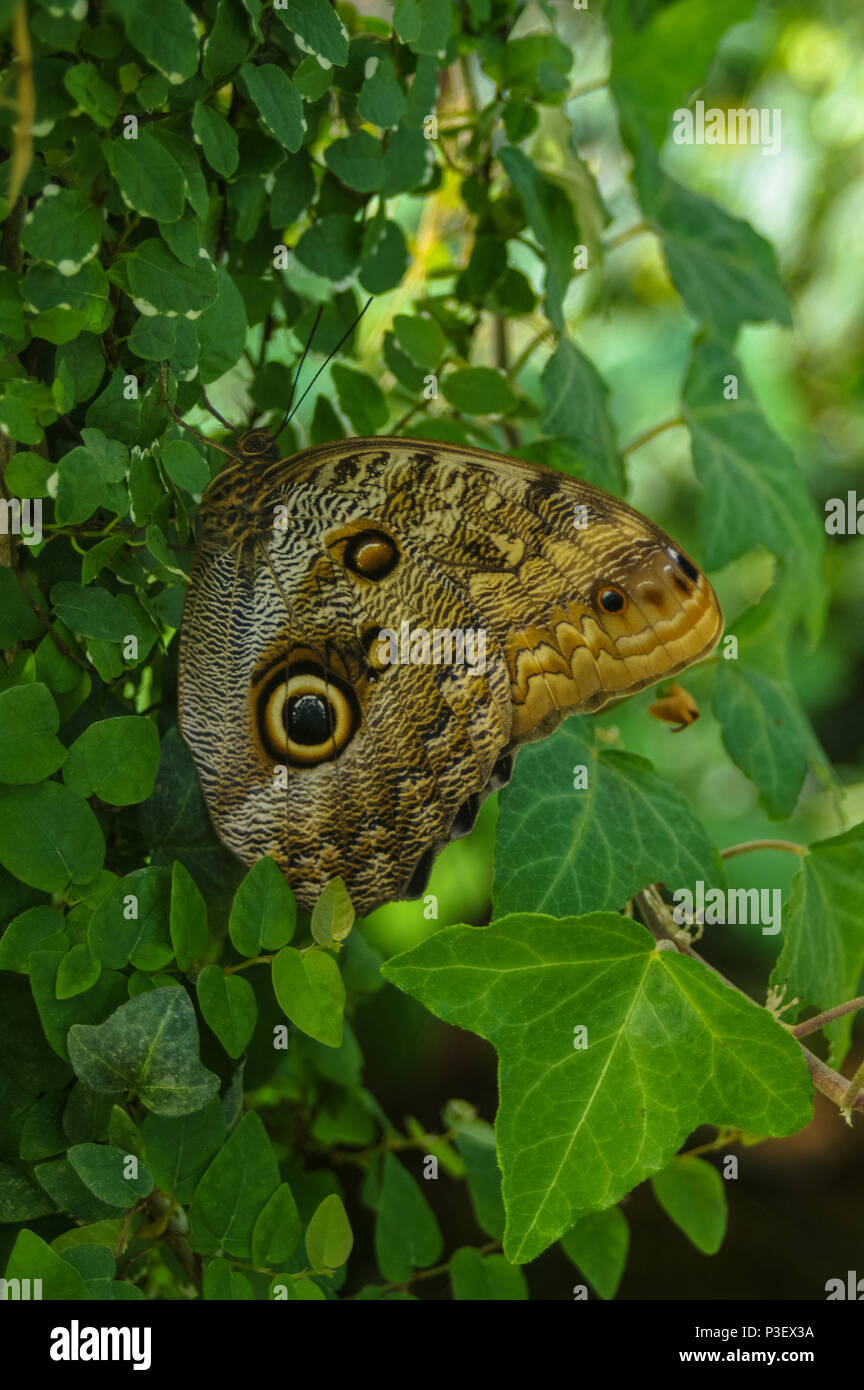 The most beautiful butterfly in the world Stock Photo - Alamy