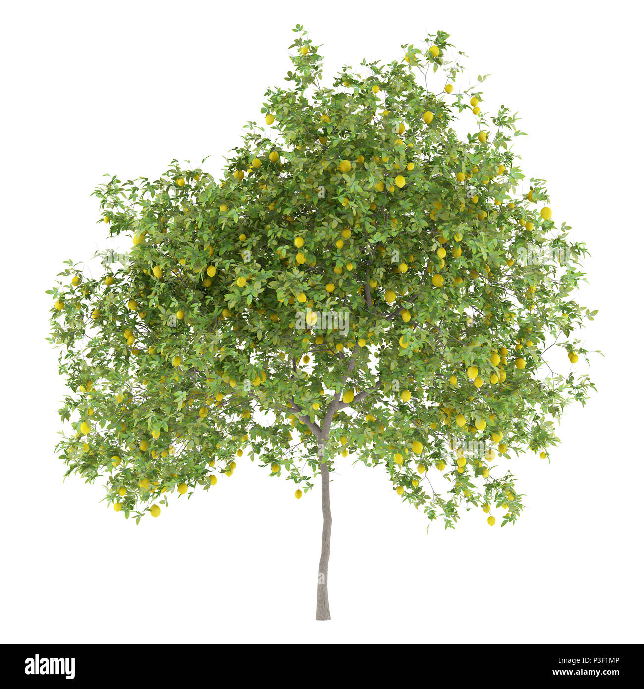 lemon tree with lemons isolated on white background. 3d illustration