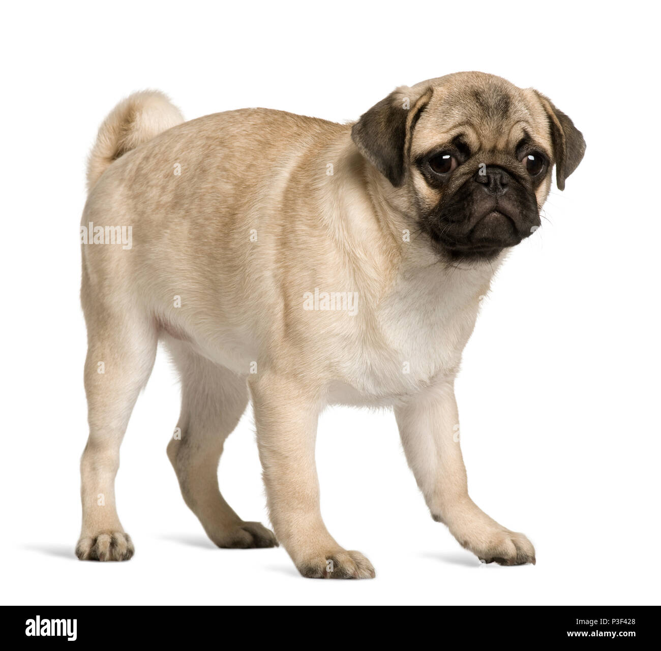 5 month store old pug