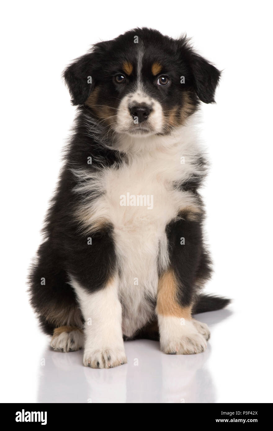 Australian Shepherd puppy, 8 weeks old, sitting in front of white background Stock Photo