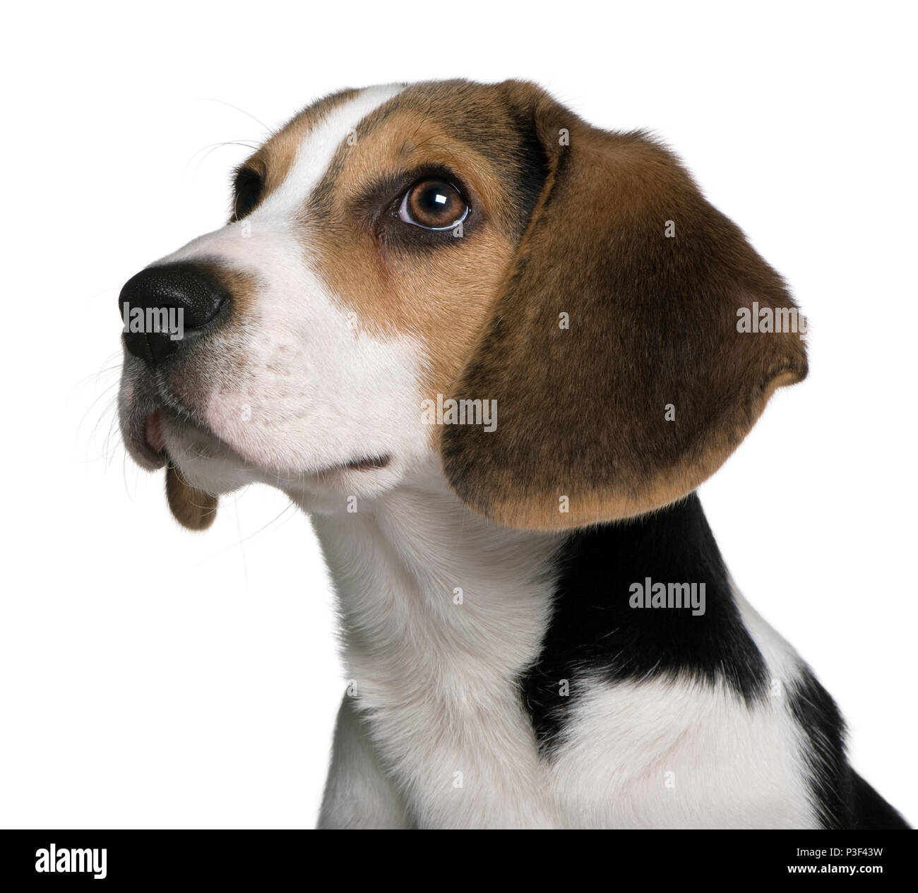 4 Month Old Beagle Puppy