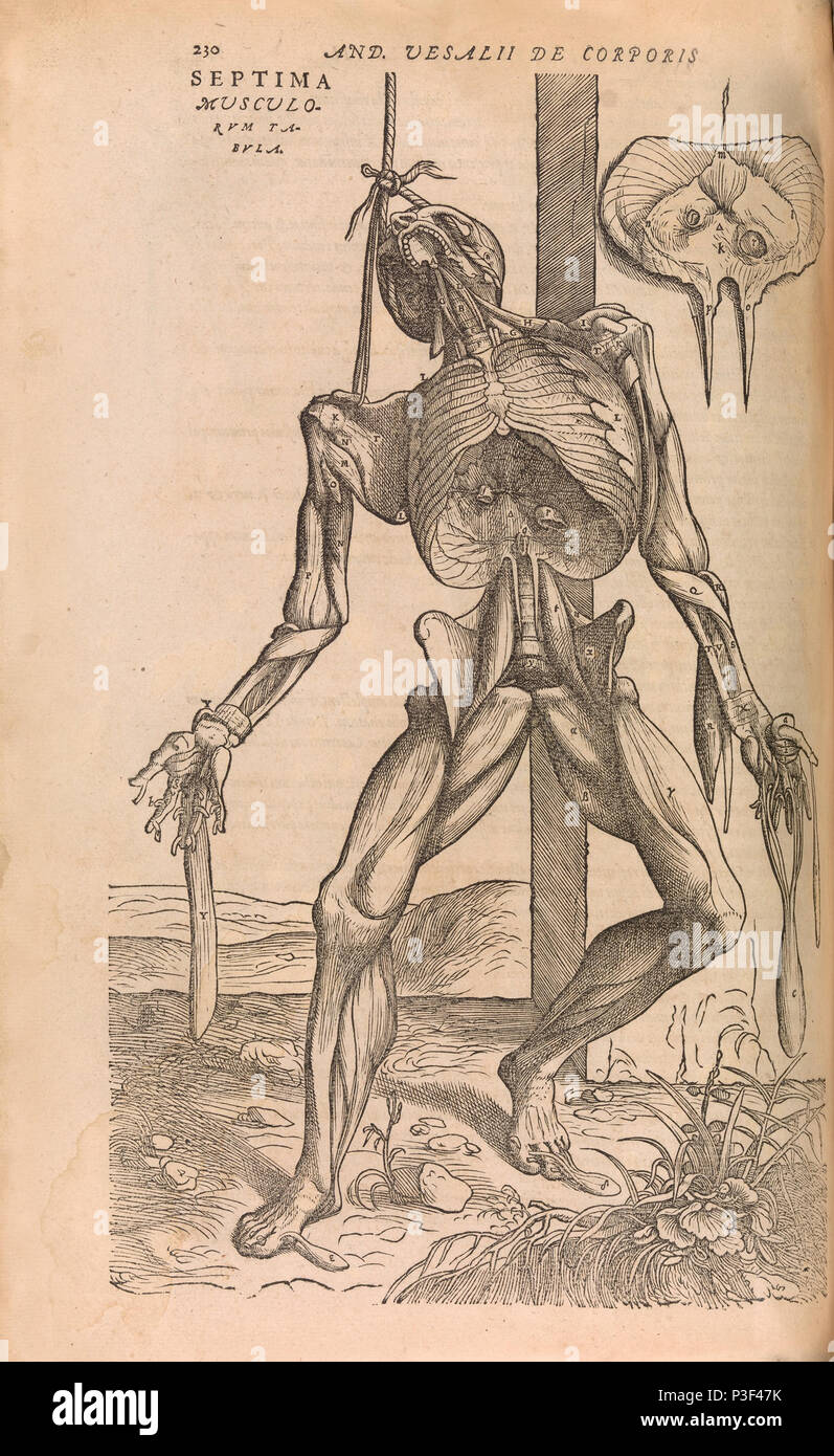 Anatomical skeleton  Illustration from De humani corporis fabrica libri septem by Andreas Vesalius published circa 1543 Stock Photo