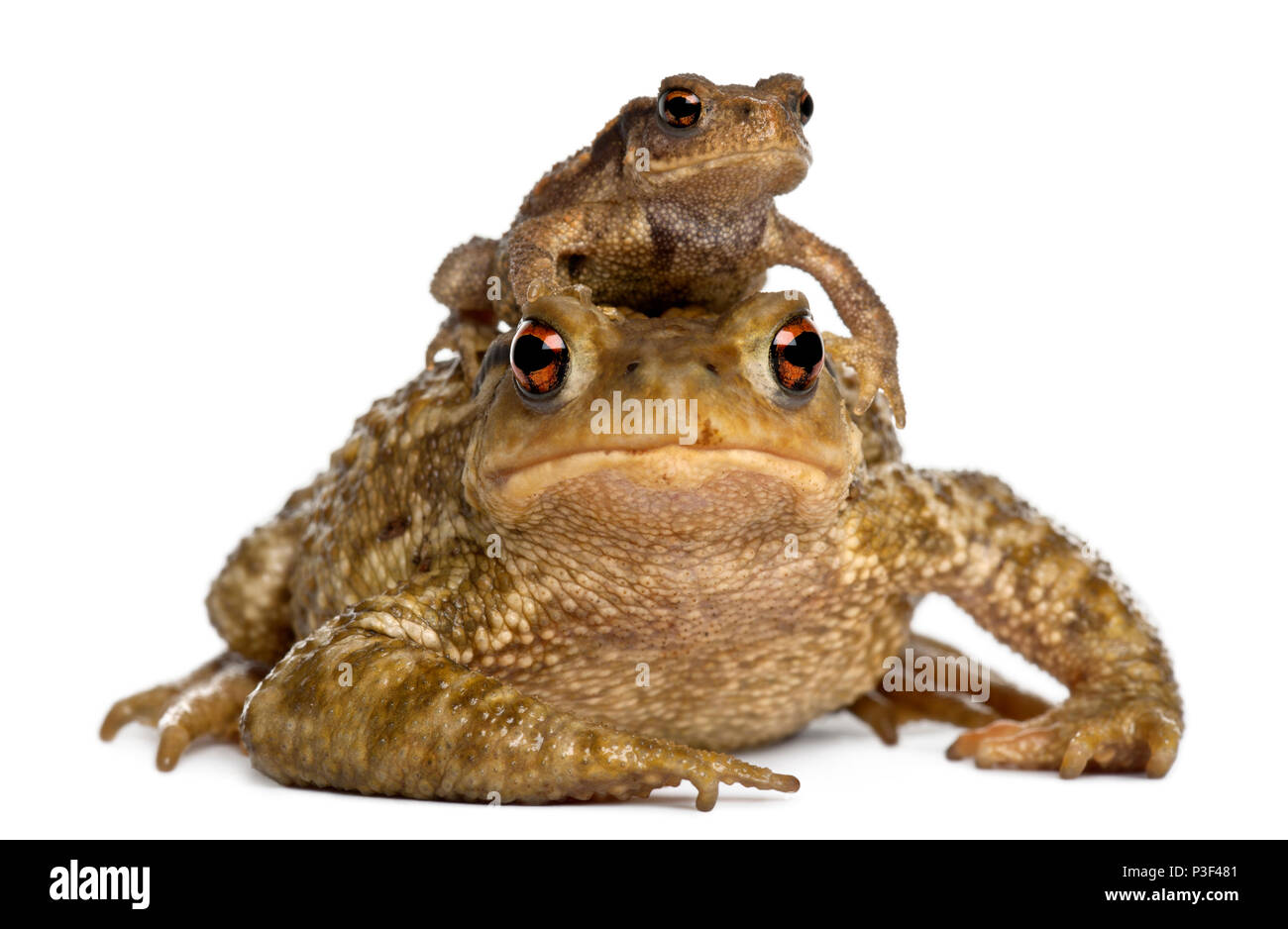 Mother Common toad and her baby, bufo bufo, in front of white background Stock Photo