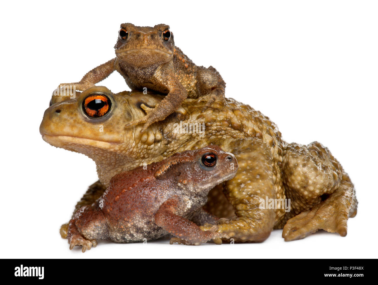 Mother Common toad and her babies, bufo bufo, in front of white background Stock Photo