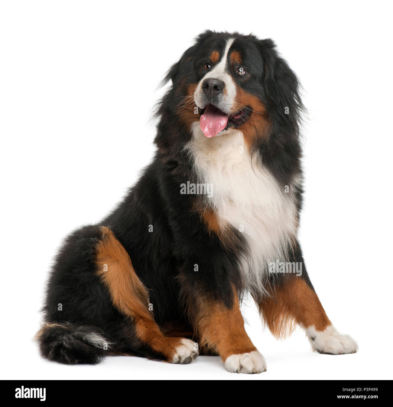 Bernese Mountain Dog, 3 years old, sitting in front of white background ...