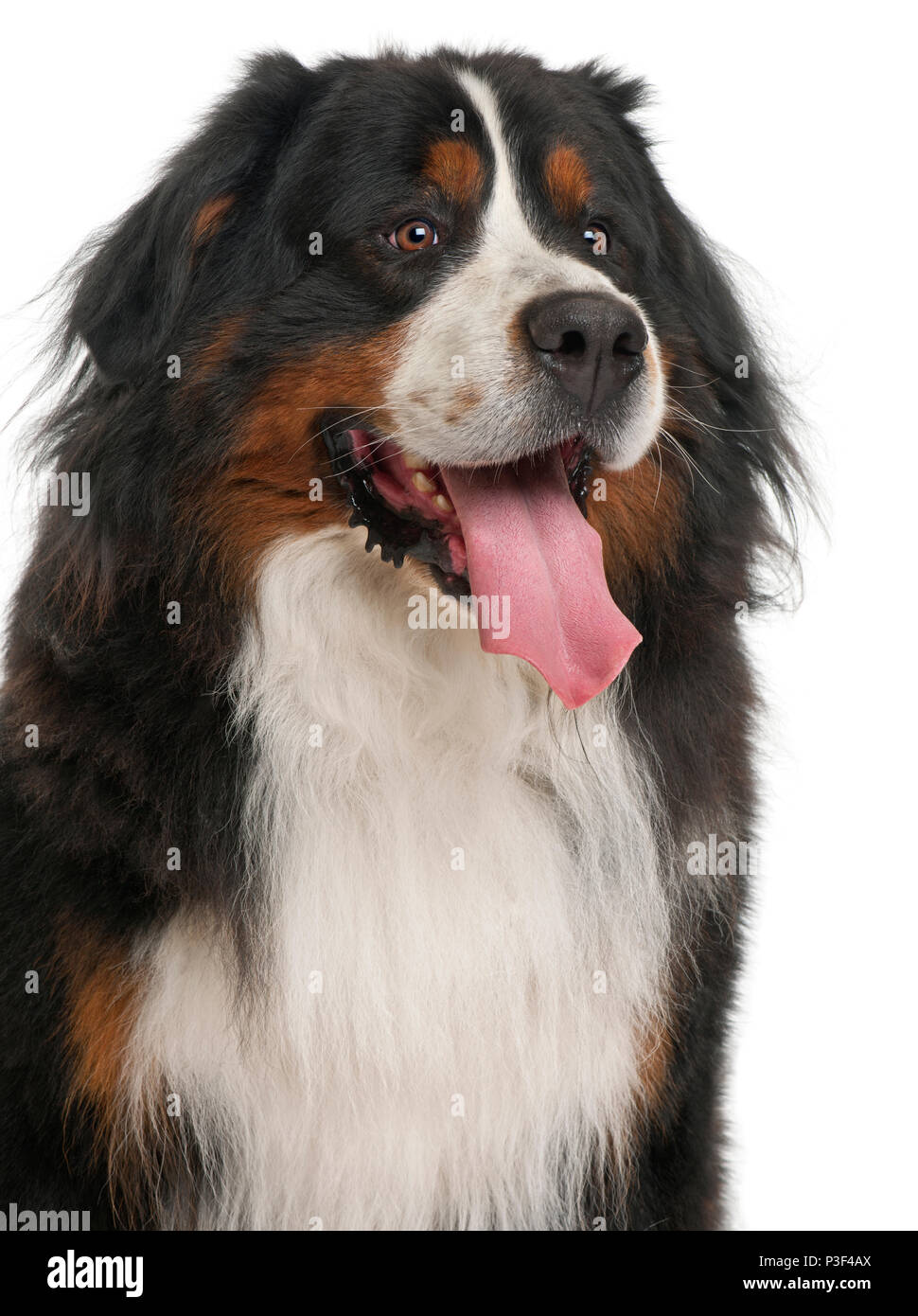 Bernese Mountain Dog, 3 years old, sitting in front of white background ...