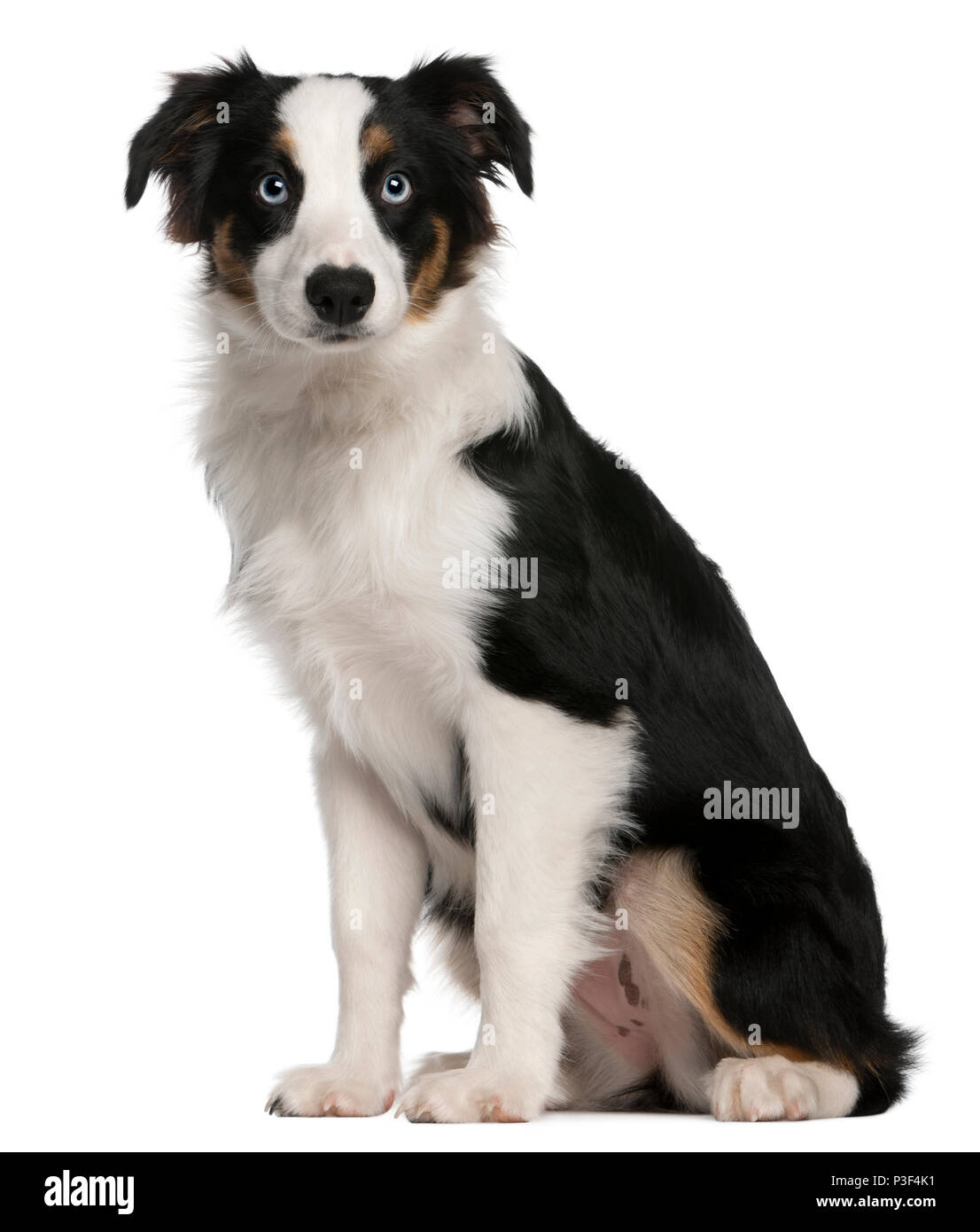 Australian Shepherd puppy, 5 months old, sitting in front of white background Stock Photo
