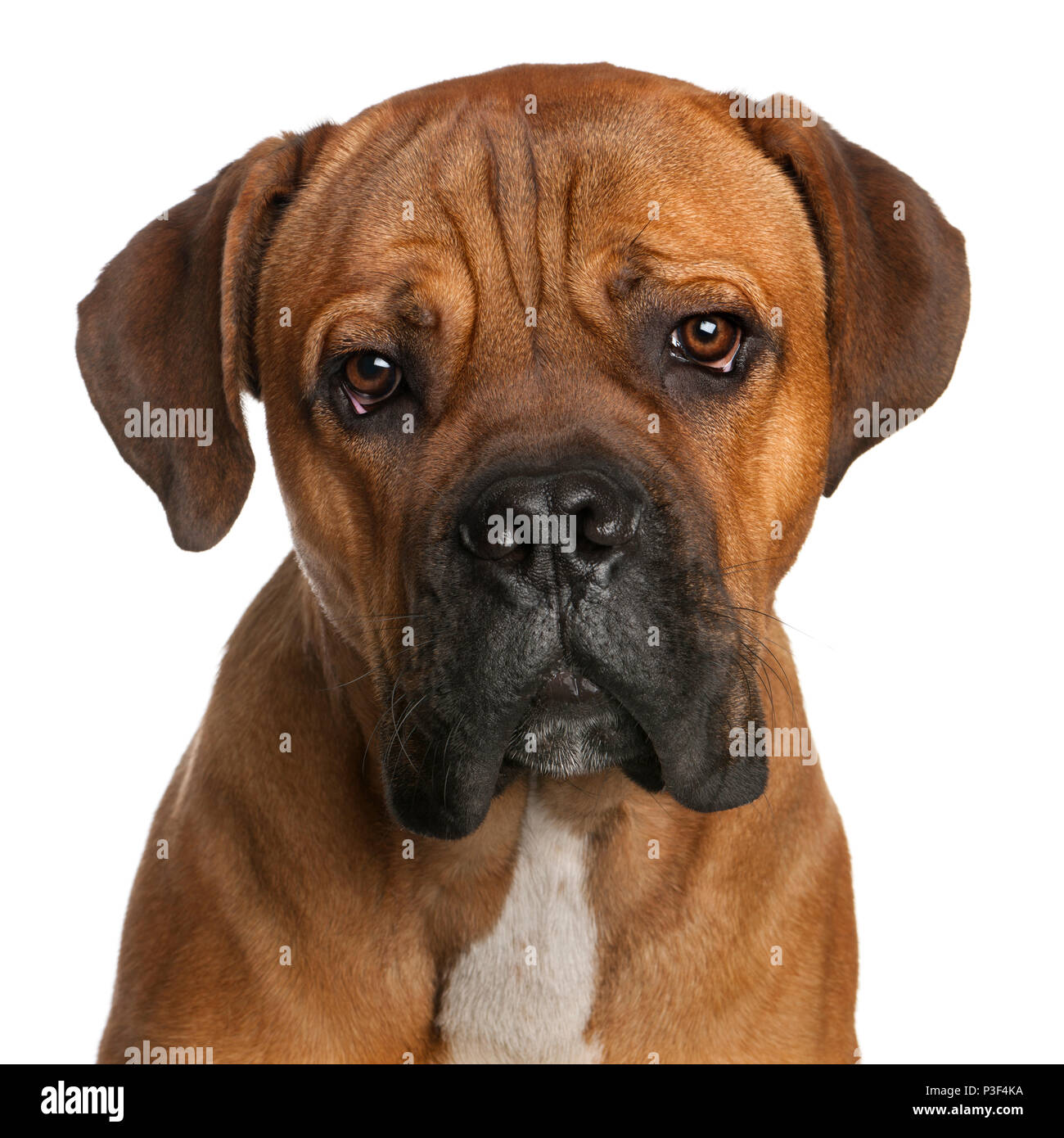 Close Up Of Cane Corso 9 Months Old In Front Of White Background