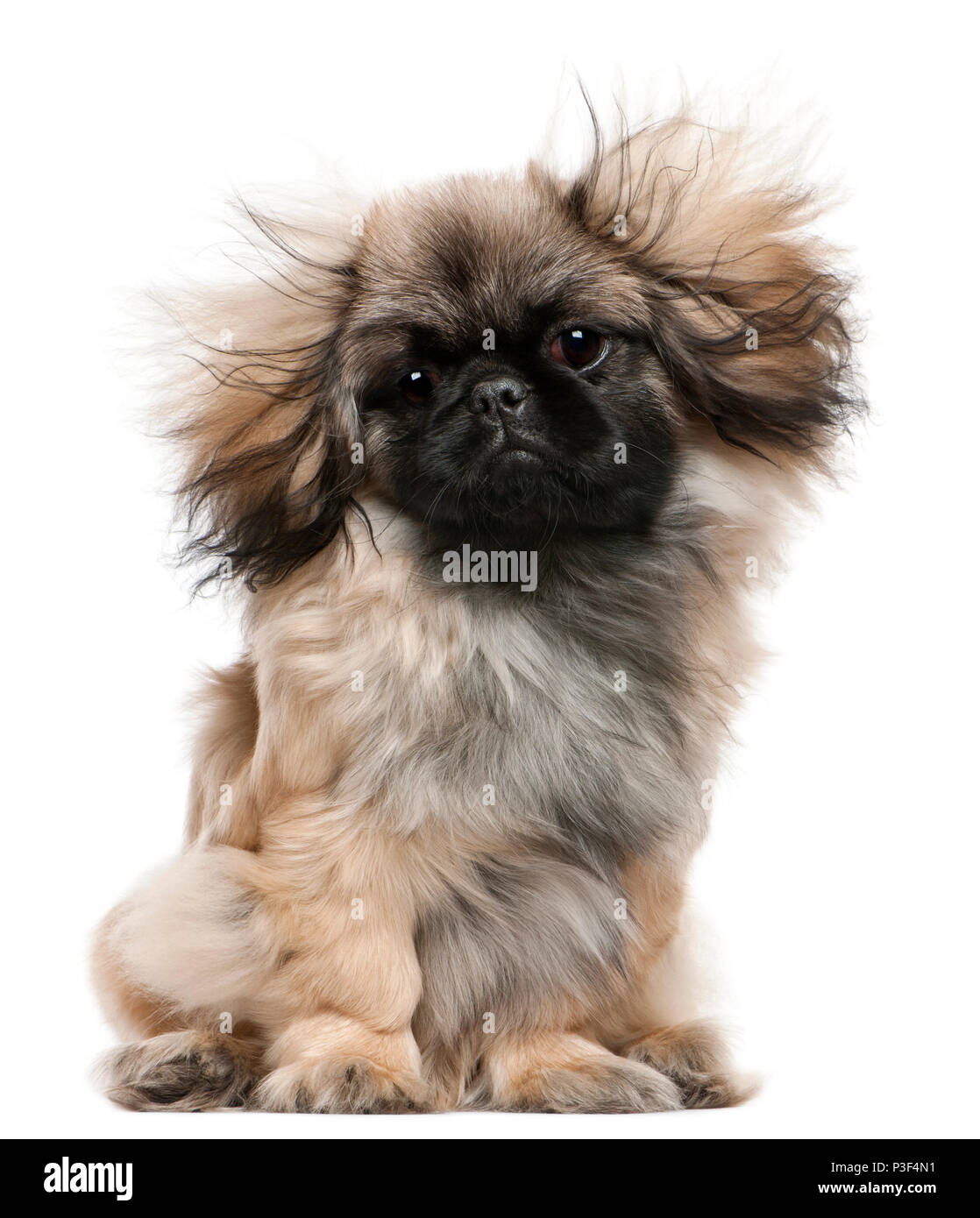 Pekingese puppy with windblown hair, 6 months old, sitting in front of white background Stock Photo