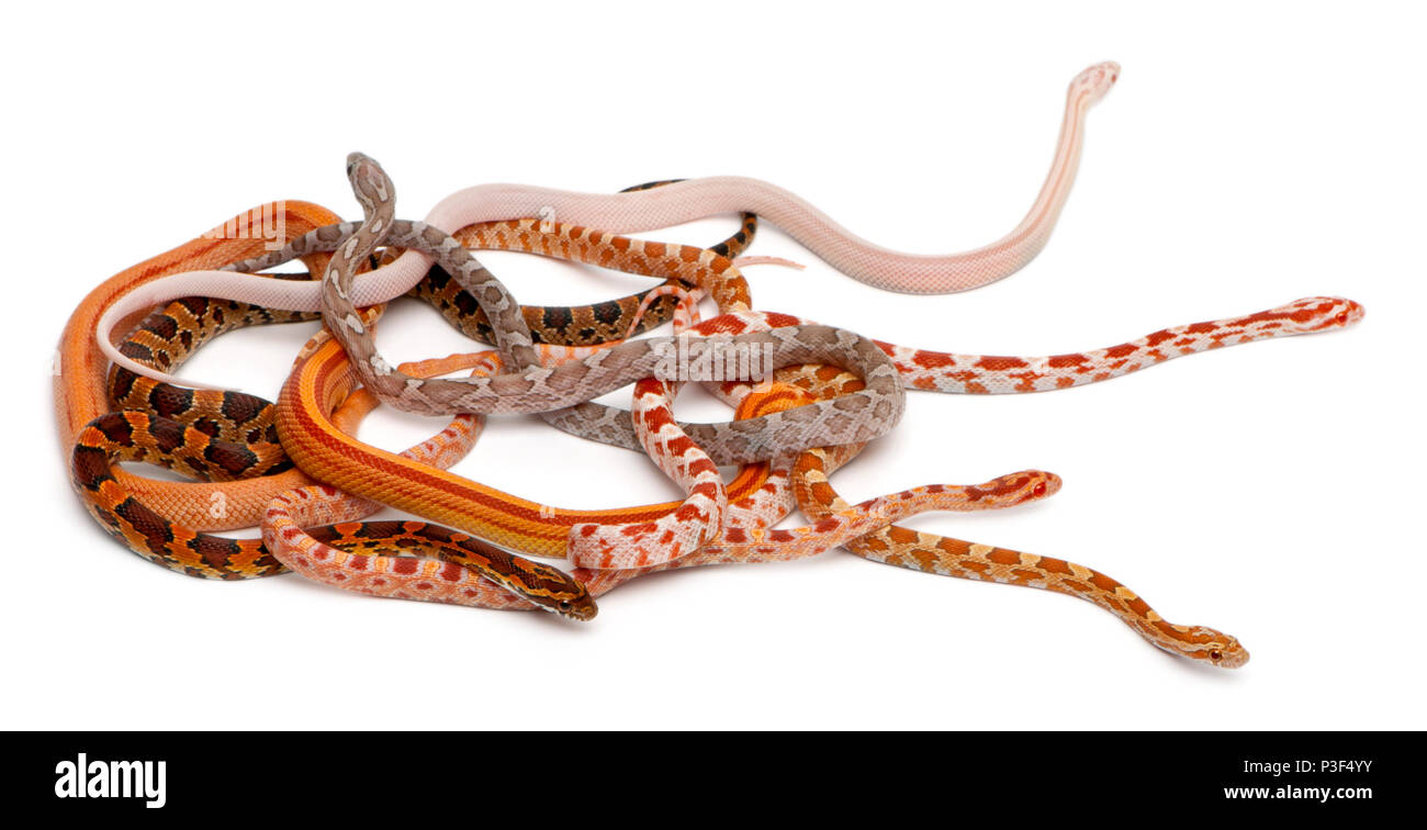 Scaleless Corn Snakes, Pantherophis Guttatus, in front of white background Stock Photo