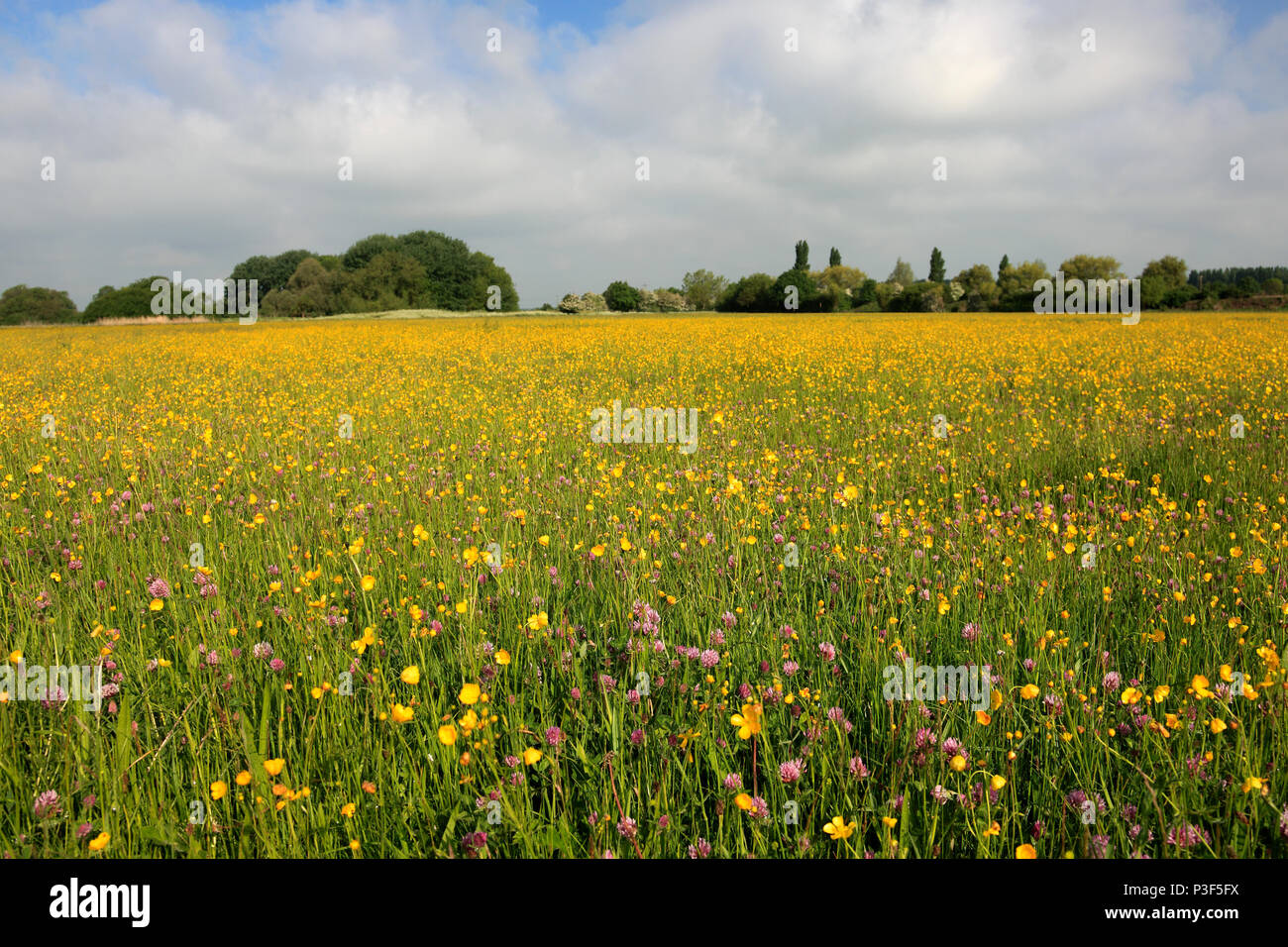Summer view of a flower meadow, river Nene Valley near Castor village; Peterborough city; Cambridgeshire; England Stock Photo