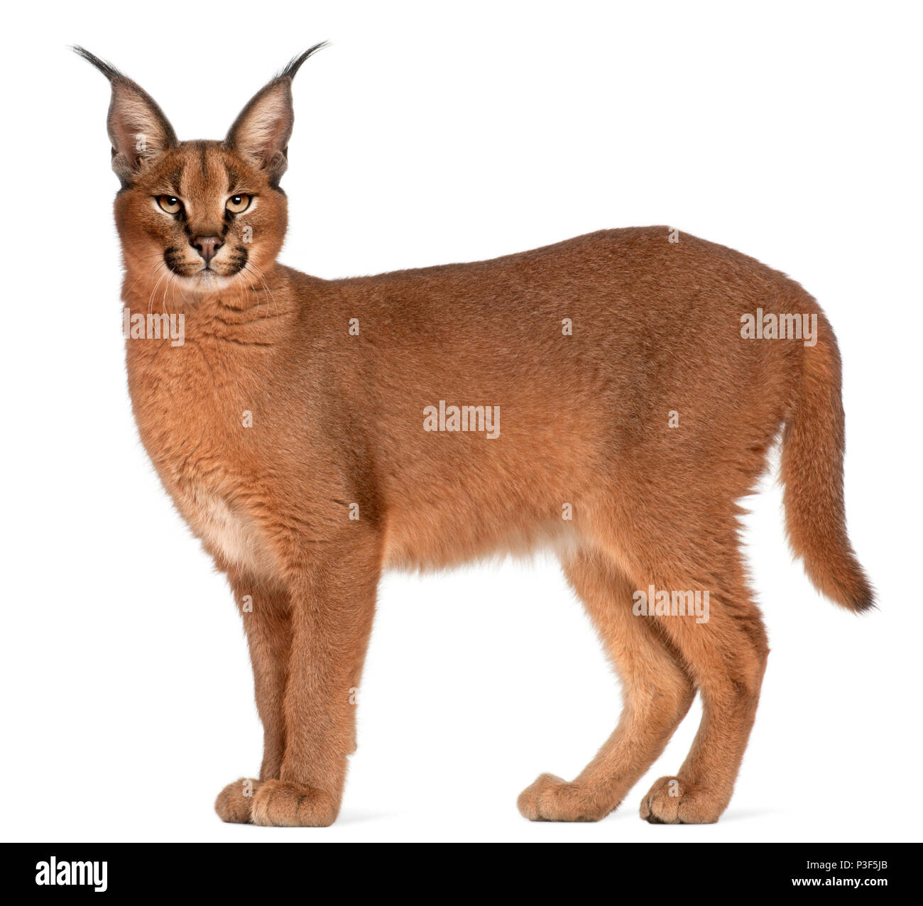Caracal Caracal Caracal 6 Months Old In Front Of White Background Stock Photo Alamy