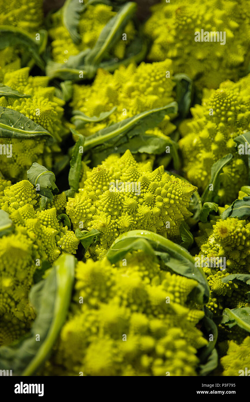 Vertical shot of beautiful and unusual Romanesco broccoli, an alternative vegetable for broccoli or cauliflower at the farmers market Stock Photo