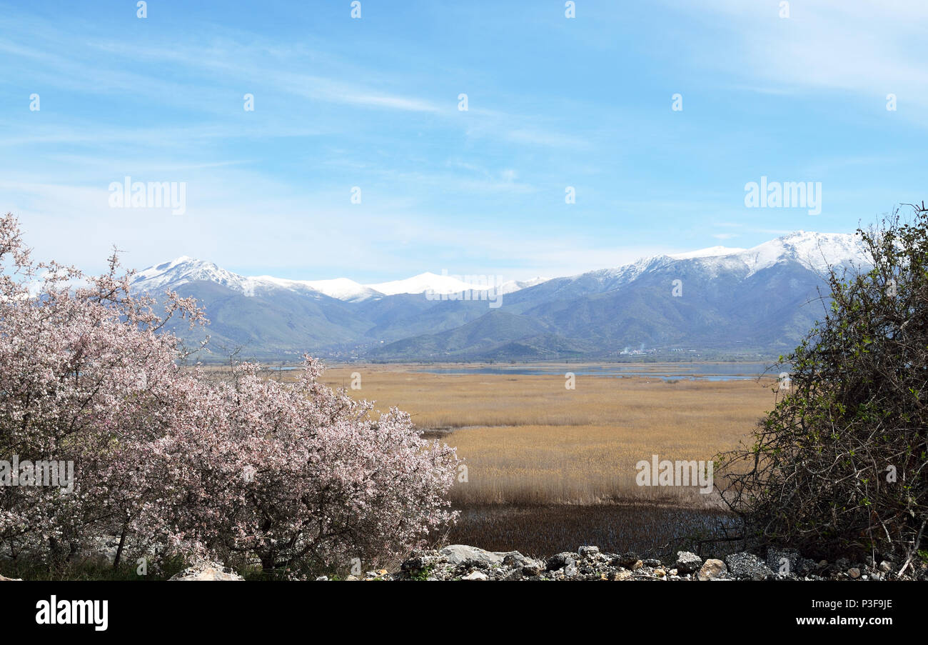 Snowed Tree Snowed tree hi-res stock photography and images - Alamy