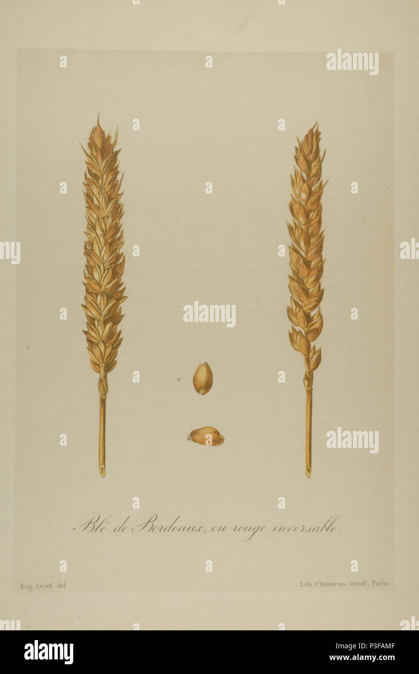 138 Blé de Bordeaux, ou rouge inversable Vilmorin Stock Photo Alamy