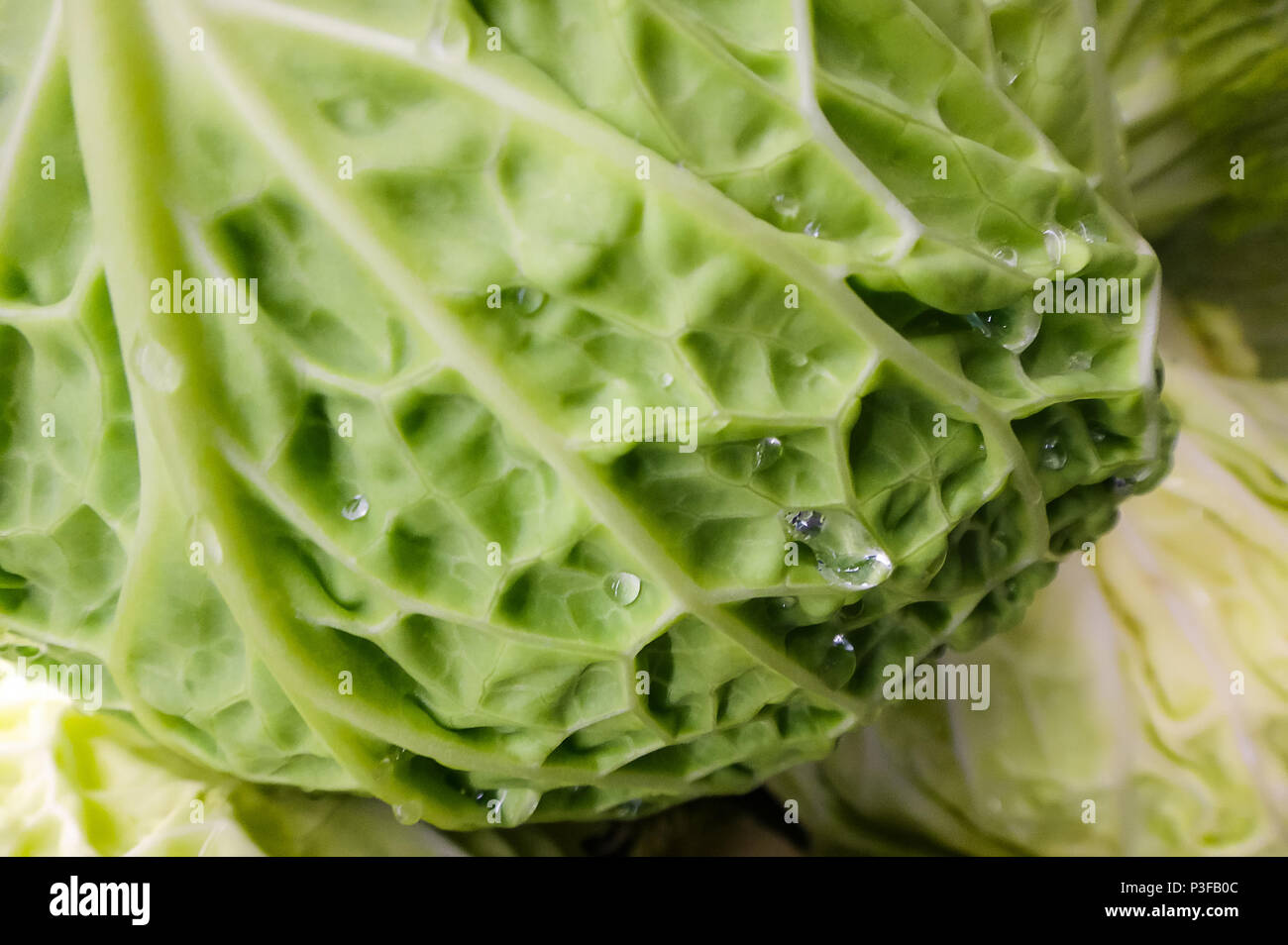 Close-up of fresh green Chinese cabbage with water droplets at the Farmer's Market Stock Photo