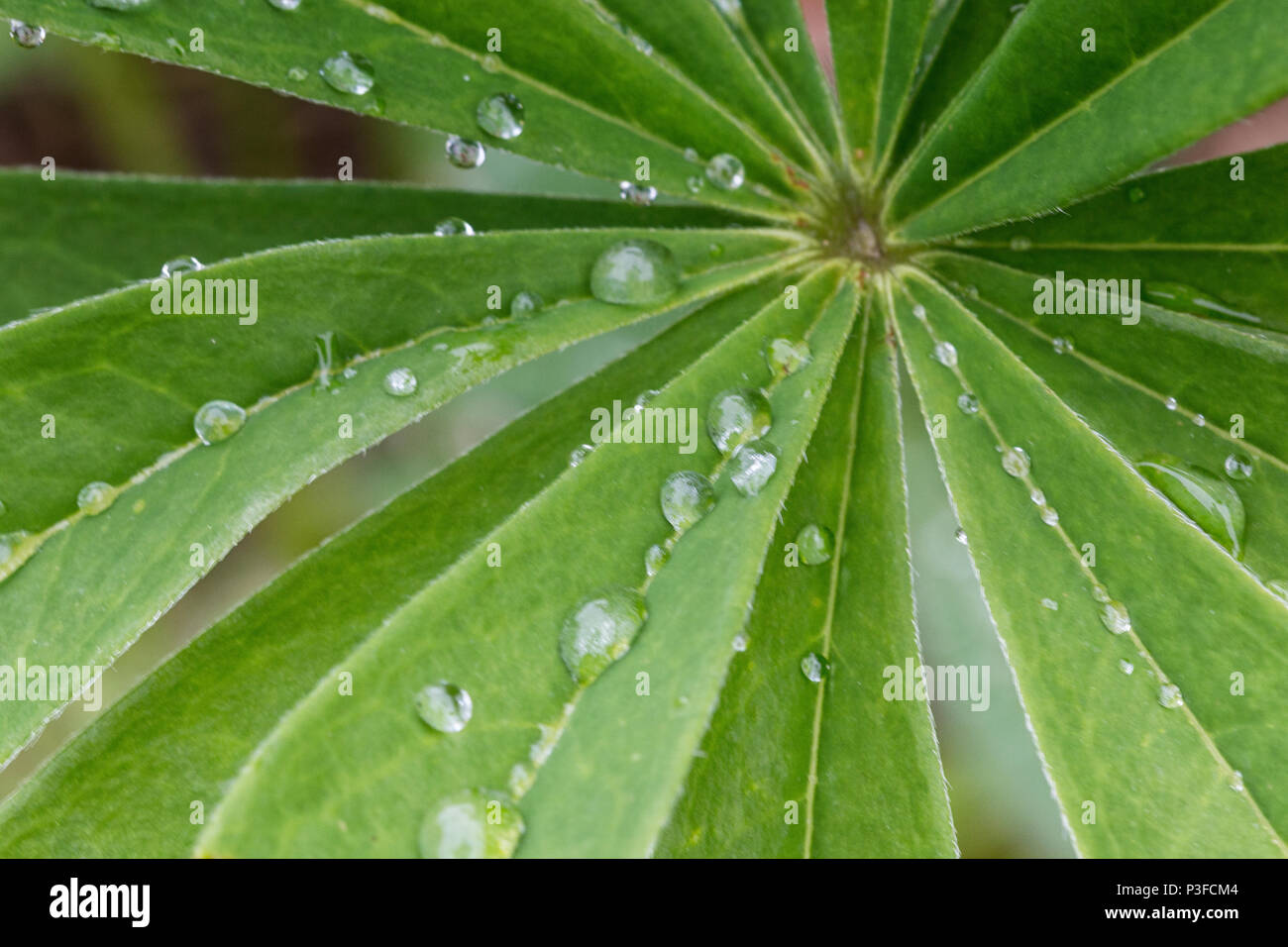 Lupin leaf with raindrops. Stock Photo