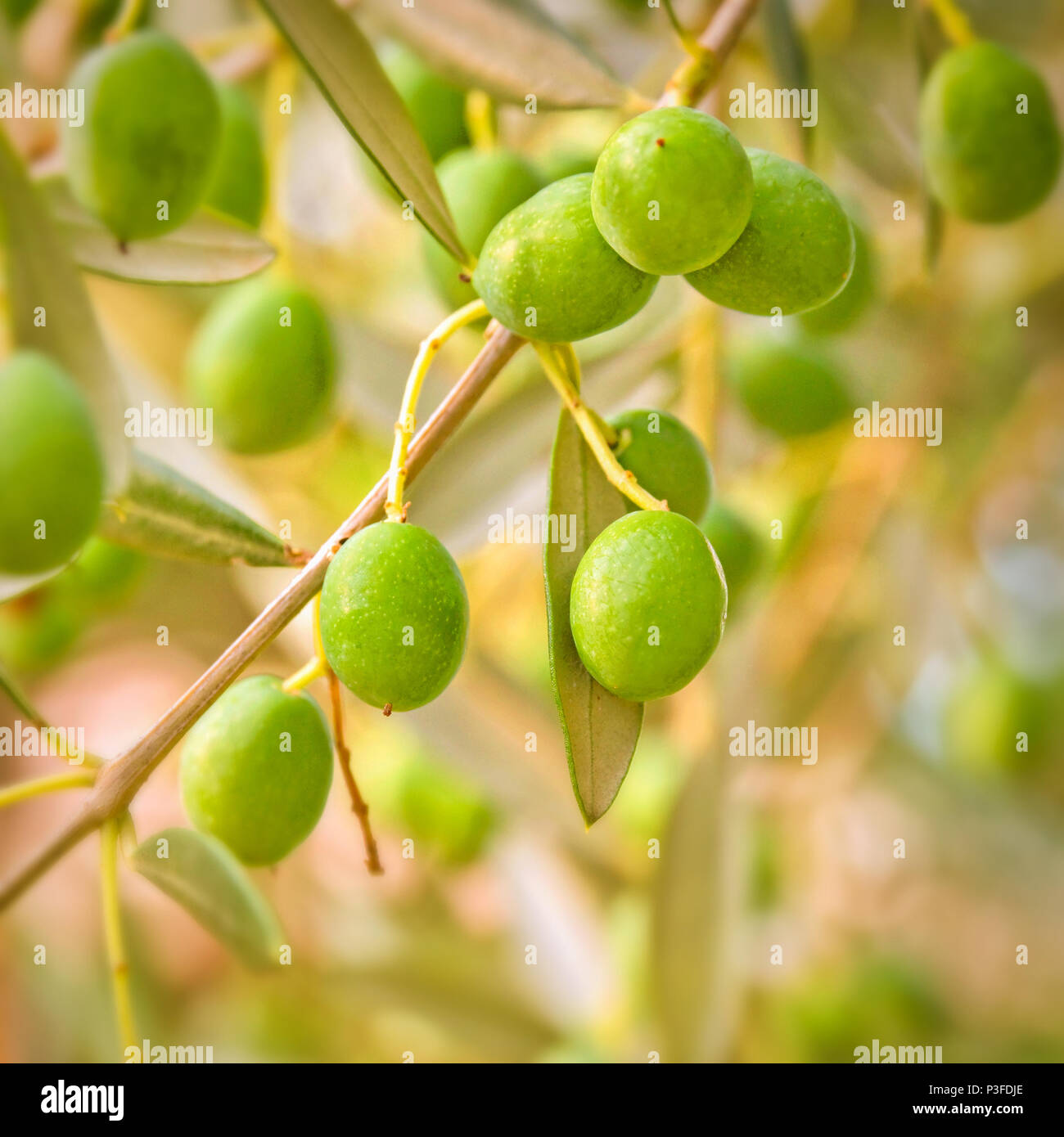 Close up of a branch of an olive tree Stock Photo