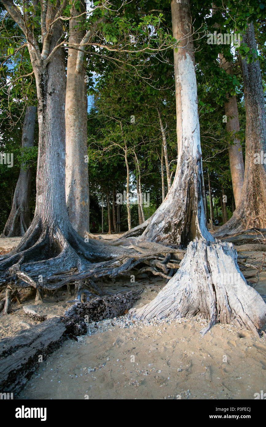 age old trees as Chidiya Tapu beach, Andaman Stock Photo