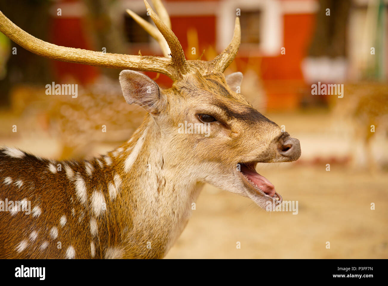 Indian Spotted Deer, chital or cheetal Axis axis at Ross Island, Andaman Stock Photo
