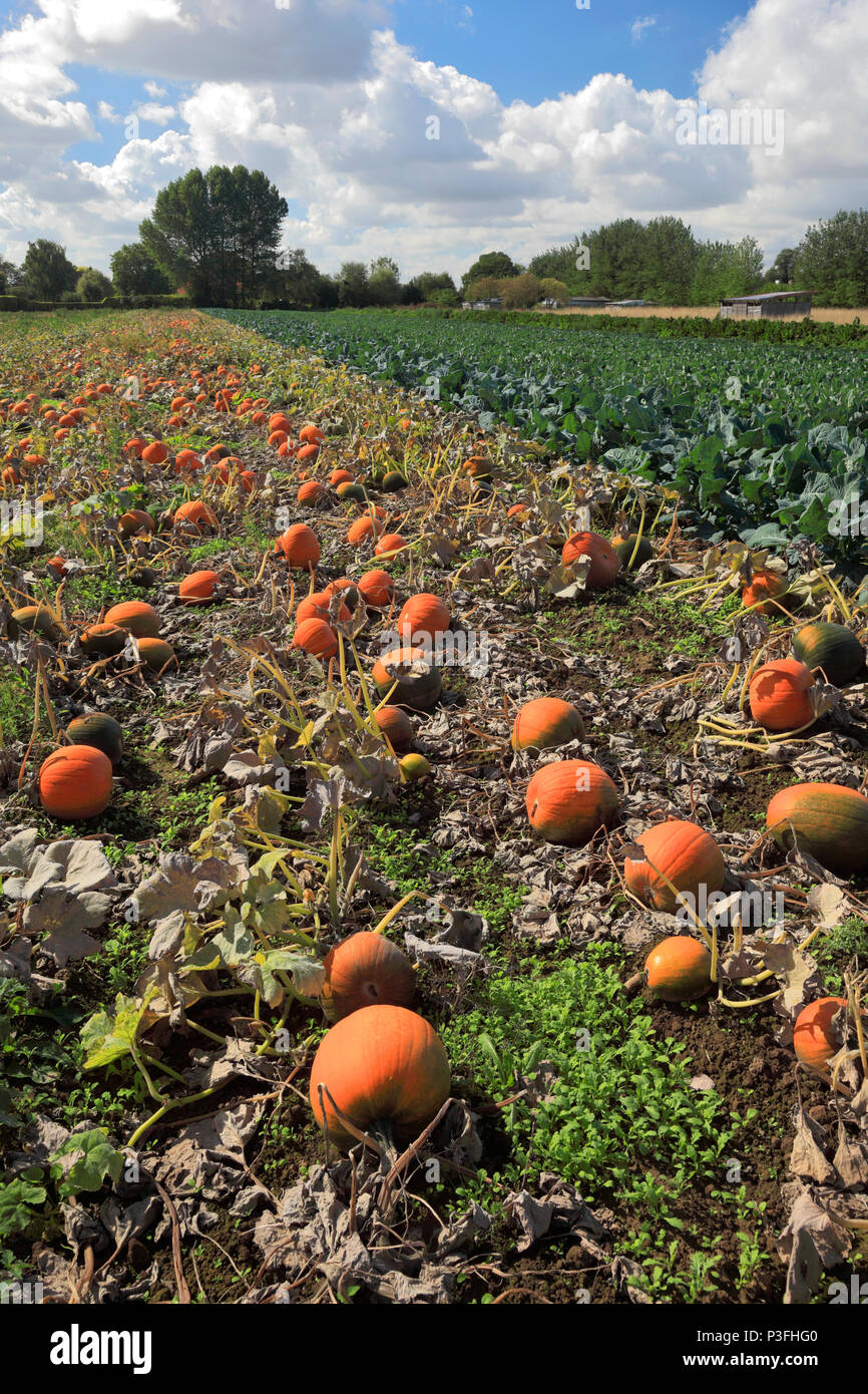 Crop of Pumpkins in a Fenland Field, Wisbech town, Cambridgeshire, England, UK Stock Photo