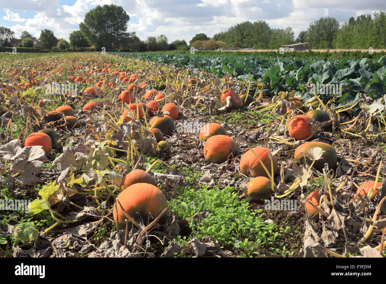 Crop of Pumpkins in a Fenland Field, Wisbech town, Cambridgeshire, England, UK Stock Photo
