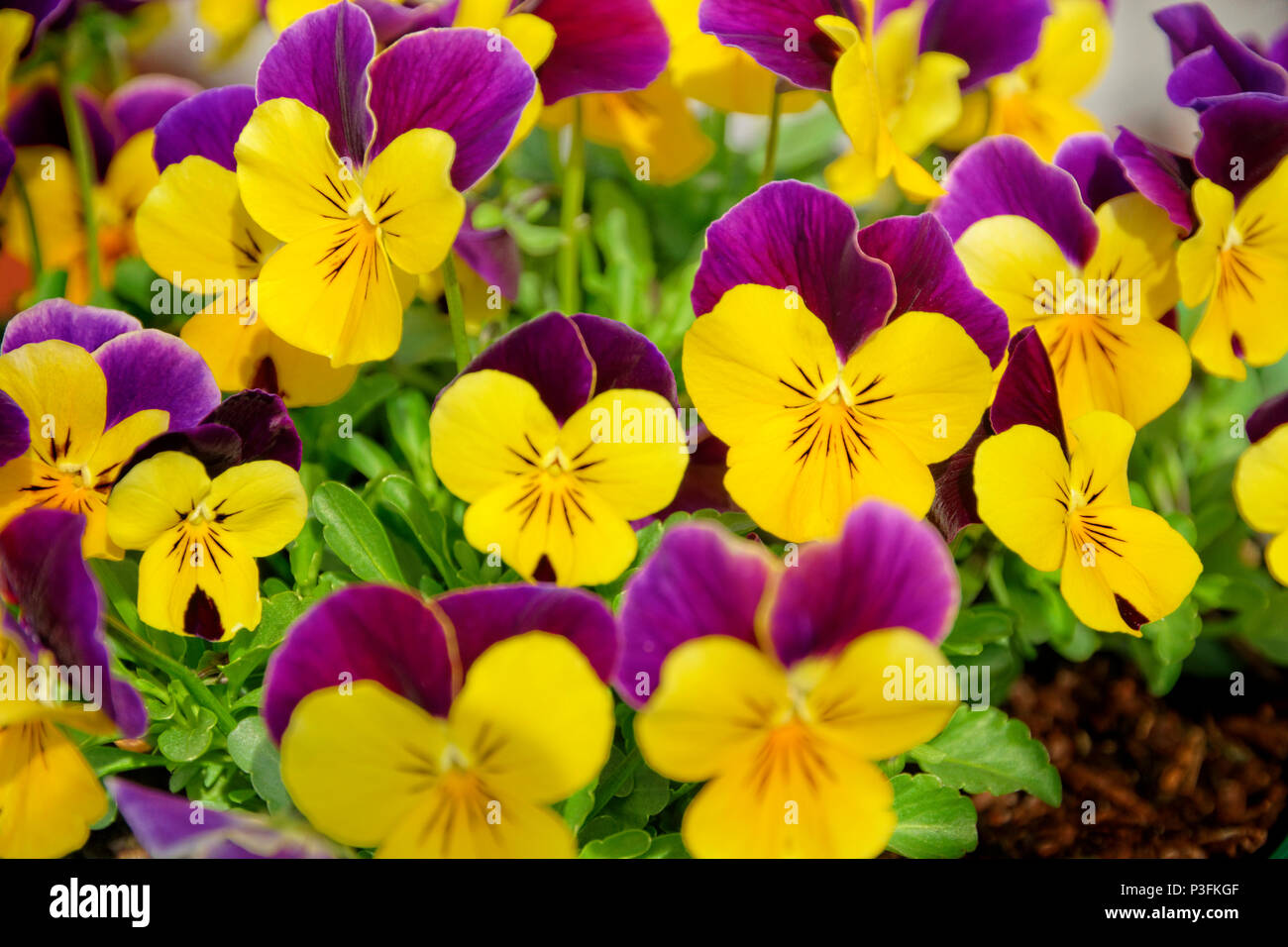 Pansies Stock Photo