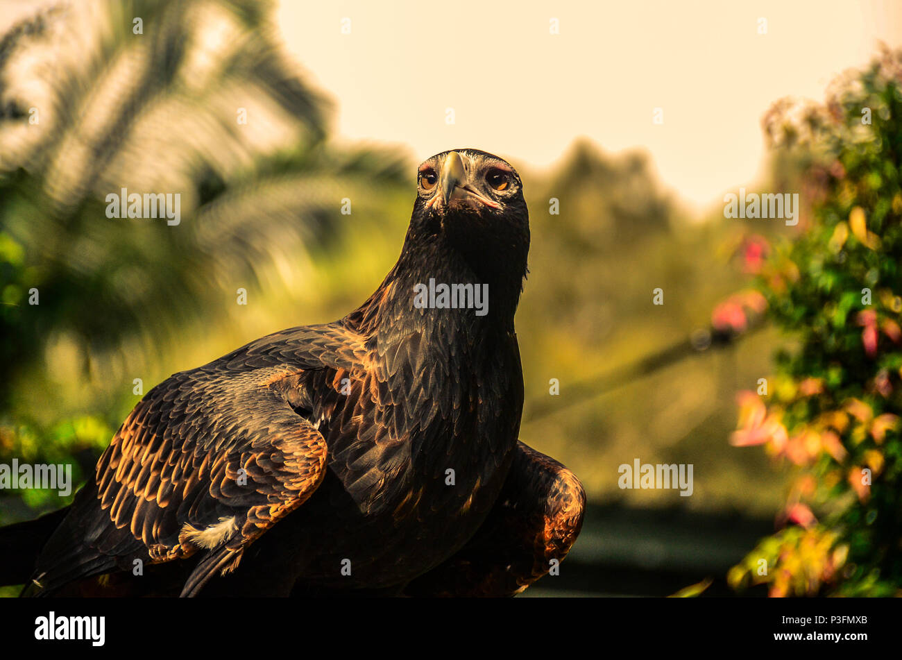 Wedge tail eagle hi-res stock photography and images - Alamy