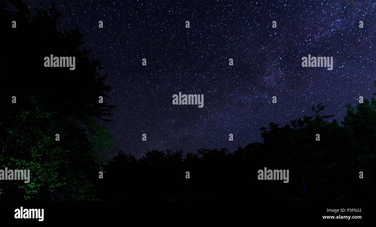 Silhouette of tree branches against the background of the milky way ...