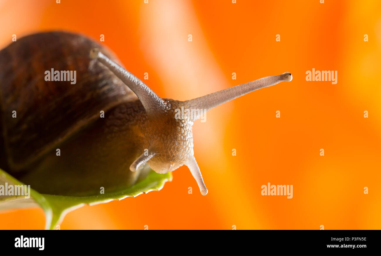 Close up macro shot of UK common garden snail (Helix aspersa) sitting inside small, green leaf; orange plant natural backdrop. Stock Photo