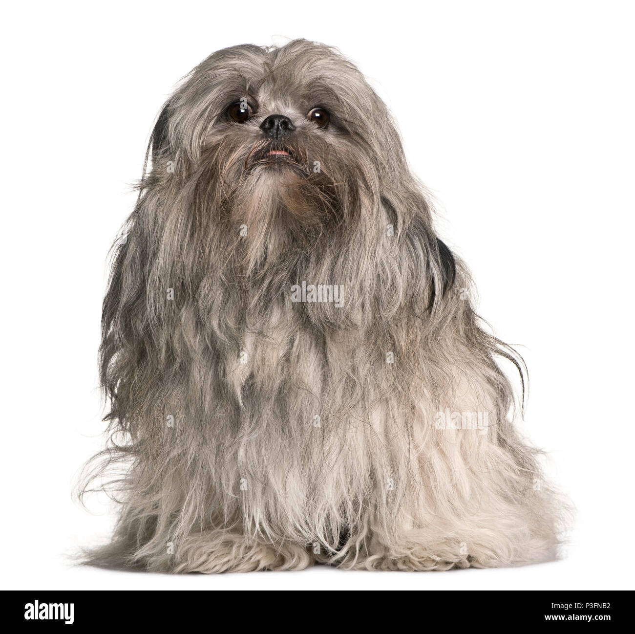 Lhasa apso, 2 years old, sitting in front of white background Stock Photo