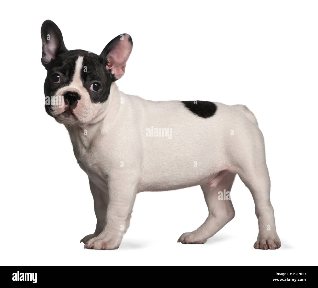 French bulldog puppy (3 months old) Stock Photo