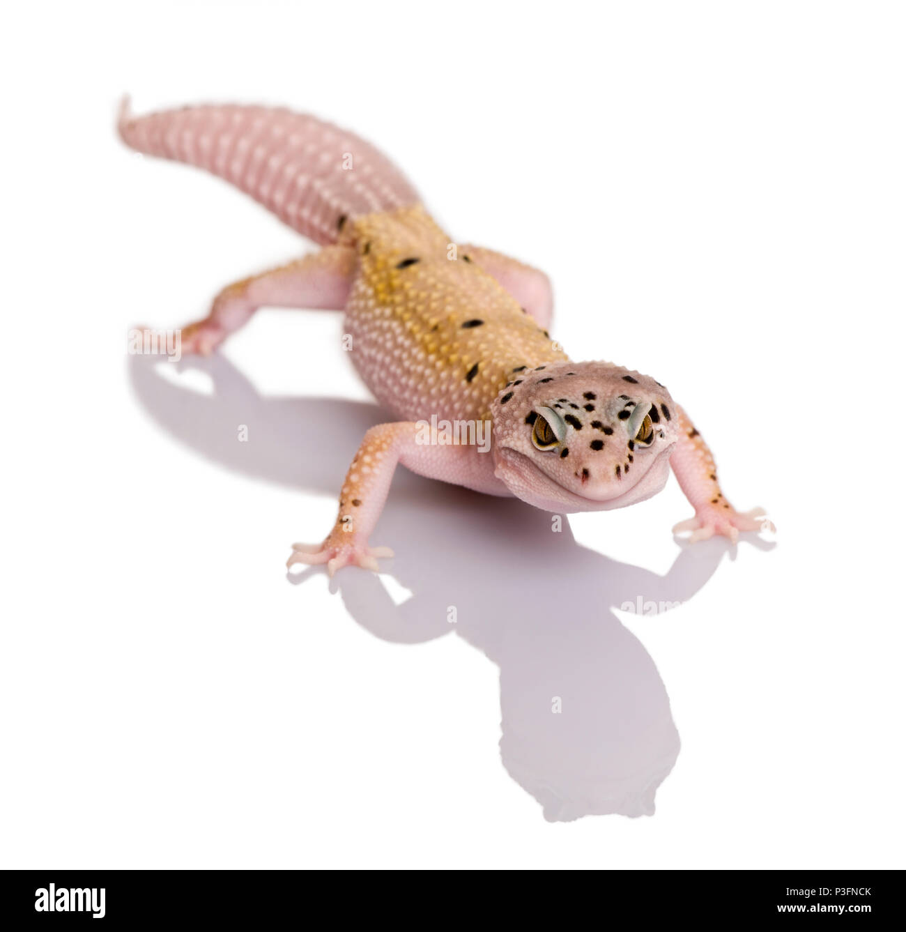 Bell albino bolt strip leopard gecko, Eublepharis macularius, against white background Stock Photo