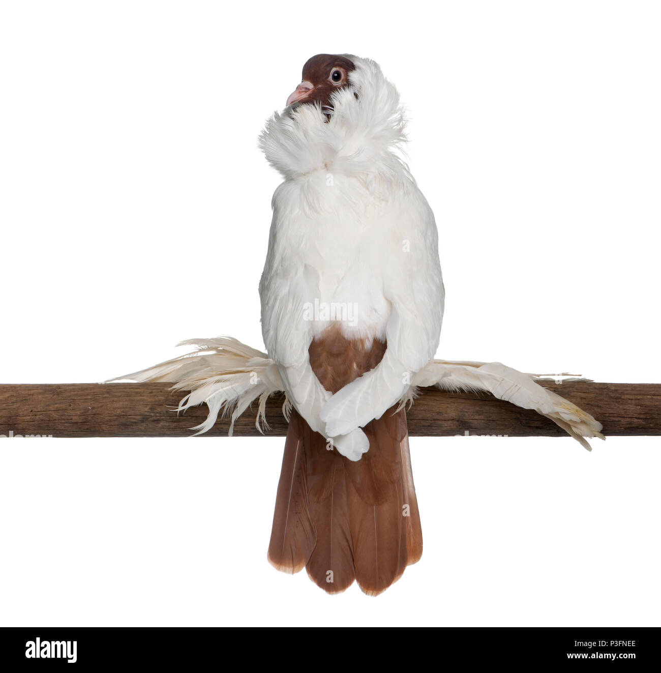 German helmet with feathered feet pigeon perched on stick in front of white background Stock Photo