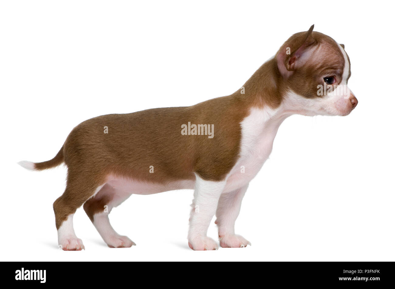 Chocolate And White Chihuahua Puppy 8 Weeks Old Standing In Front Of White Background Stock Photo Alamy