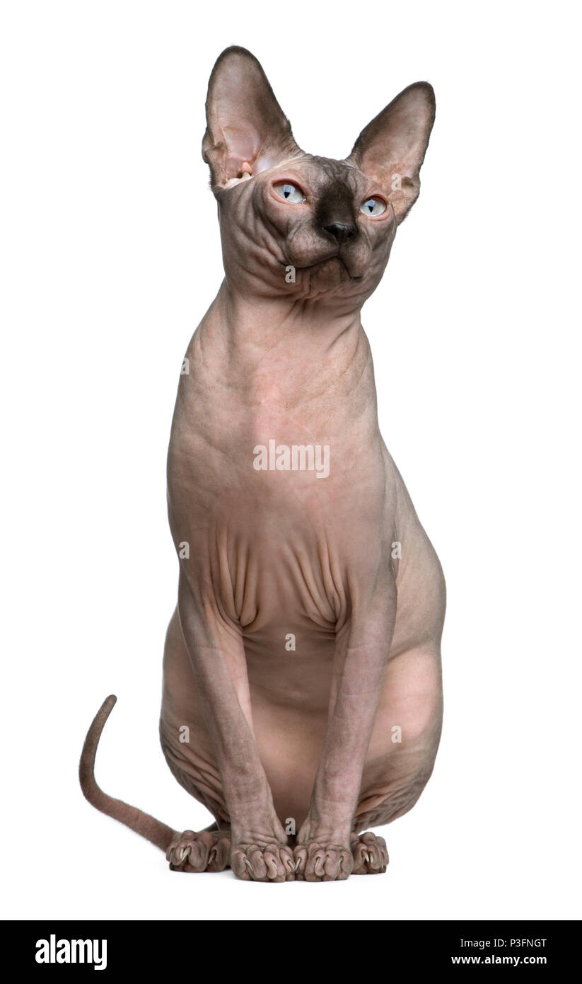 Sphynx Cat 1 Year Old Sitting In Front Of White Background Stock Photo Alamy