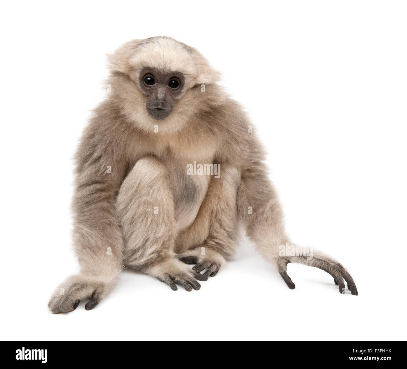 Young Pileated Gibbon, 1 year old, Hylobates Pileatus, sitting in front ...