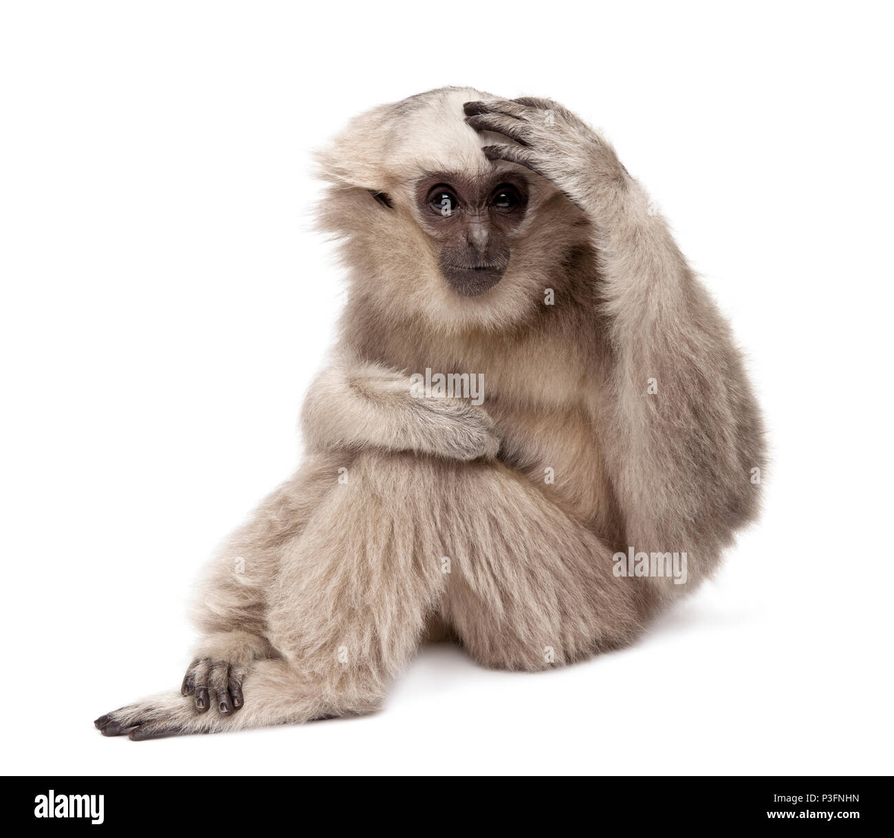Pileated Gibbon High Resolution Stock Photography and Images Alamy