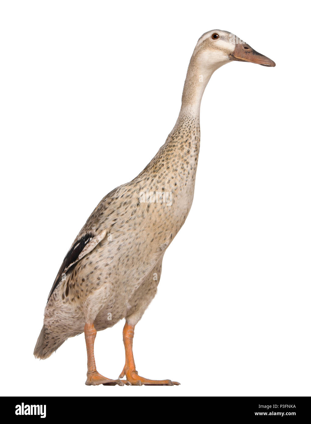 Female Indian Runner Duck, 3 years old, standing in front of white background Stock Photo