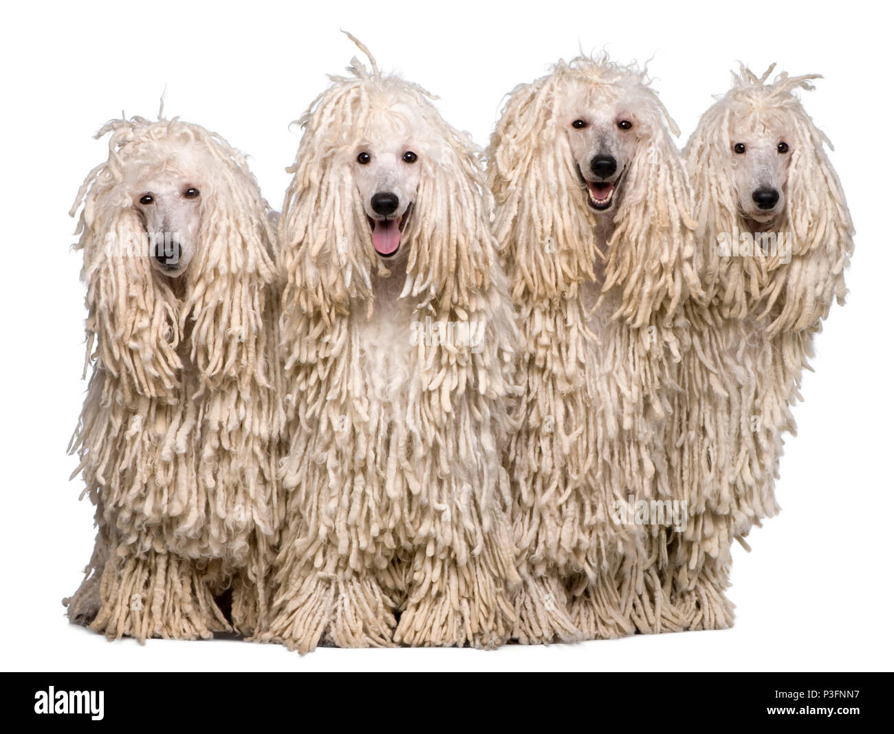 Four White Corded standard Poodles in front of white background Stock Photo